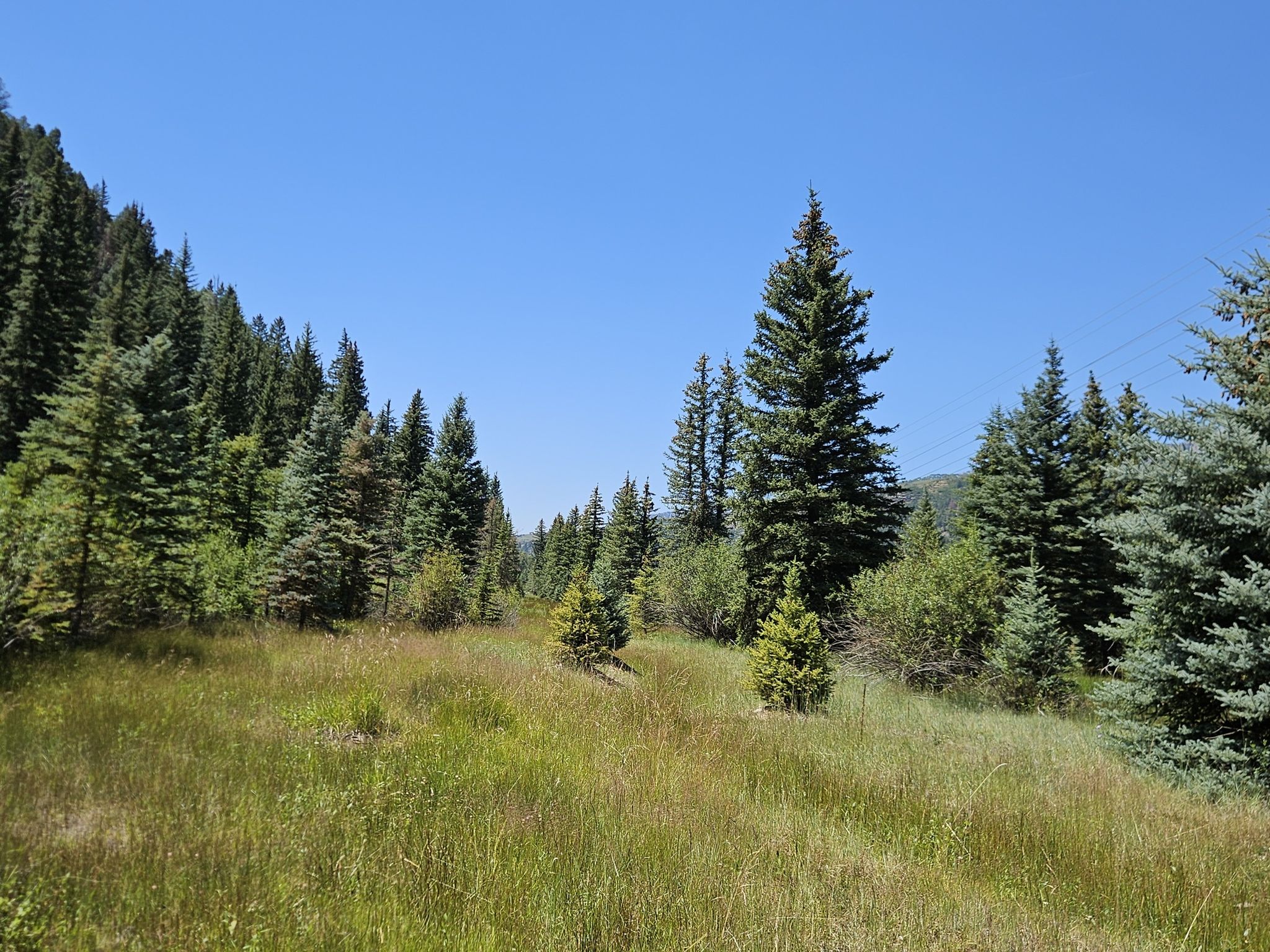 Sunny meadow with tall green grass surrounded by dense pine forest. - Telluride Valley Floor Loop
