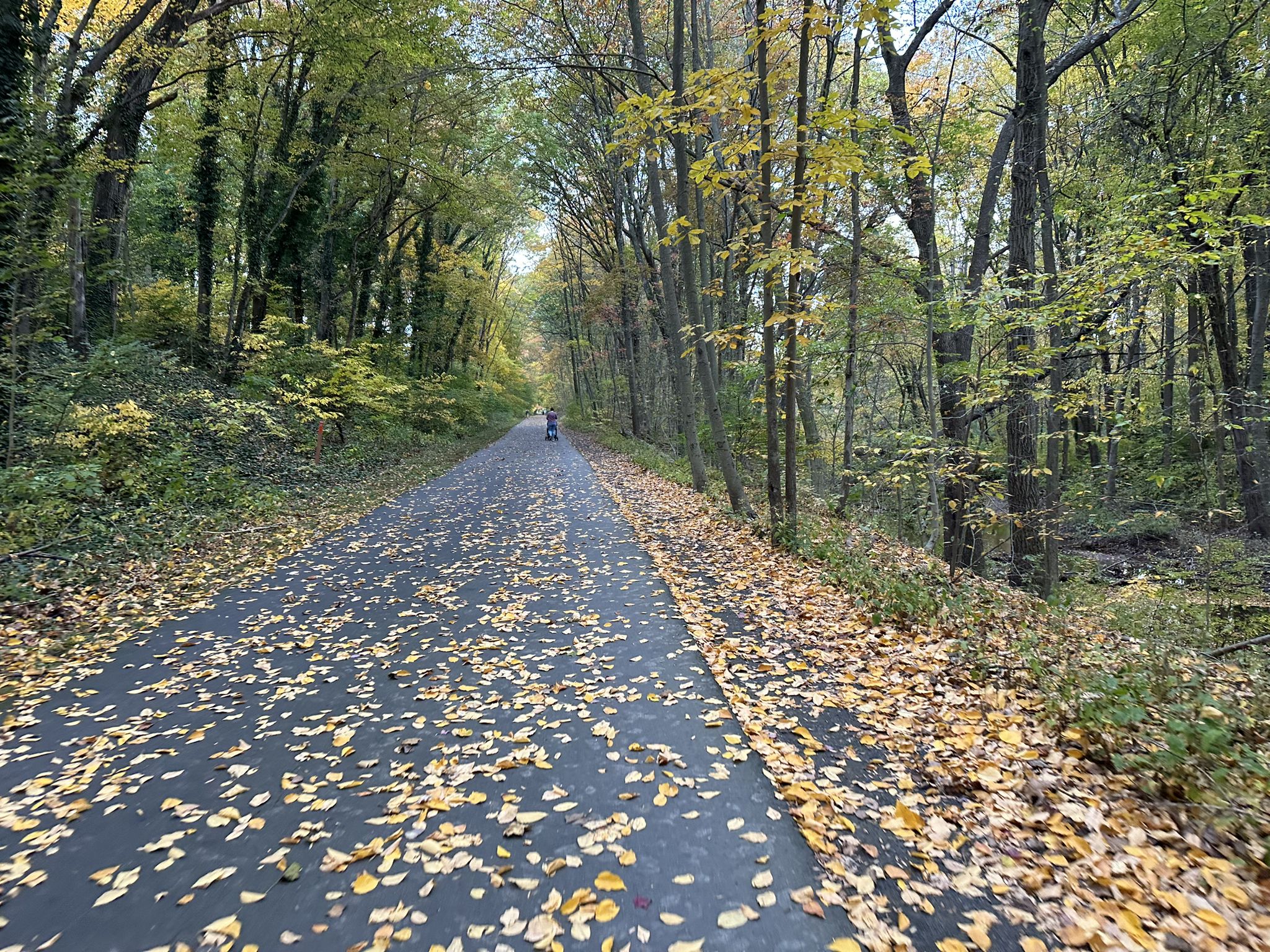 Paved path covered in autumn leaves, with a person walking in the distance. - Farmington Canal Heritage Trail
