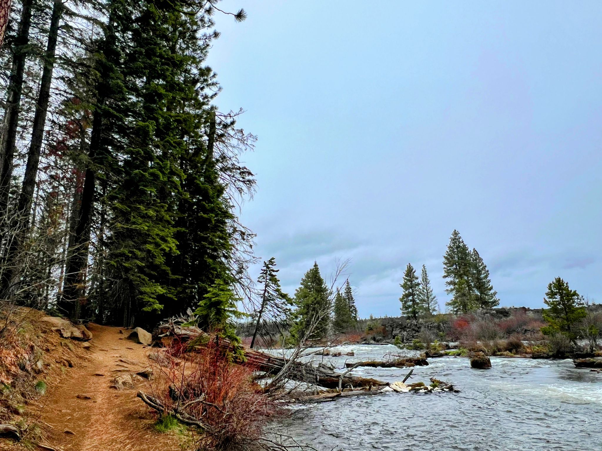 Dirt path next to a river with rapids, tall pines, overcast sky. - Benham Falls – Deschutes River loop from Sunriver