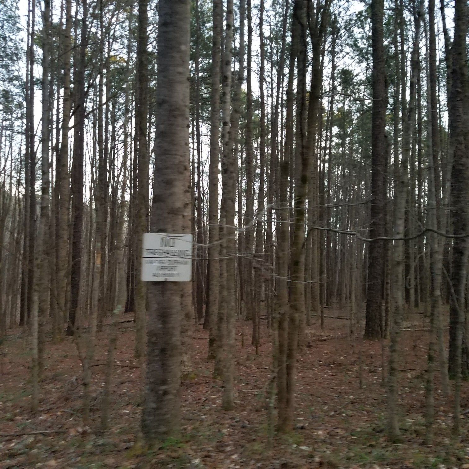 A "No Trespassing" sign on a tree in a dense, bare forest. - Lake Crabtree – Lake Crabtree loop from 286 Trails