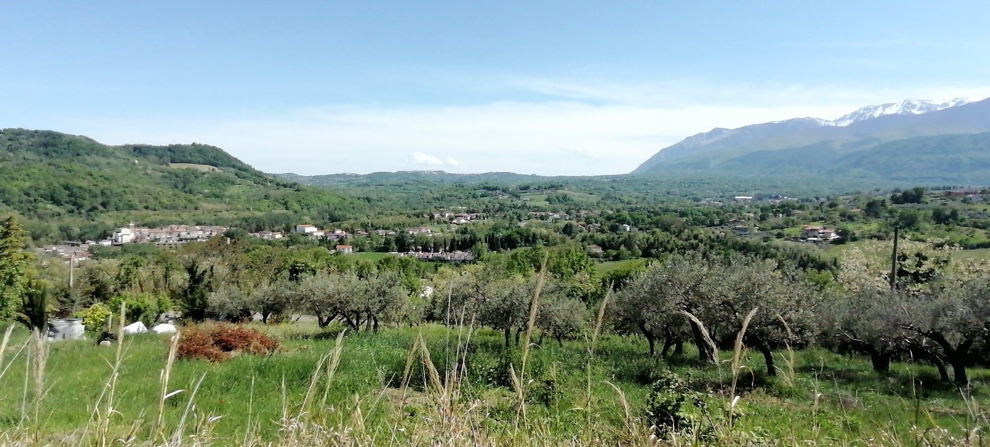 Fara F. P. 