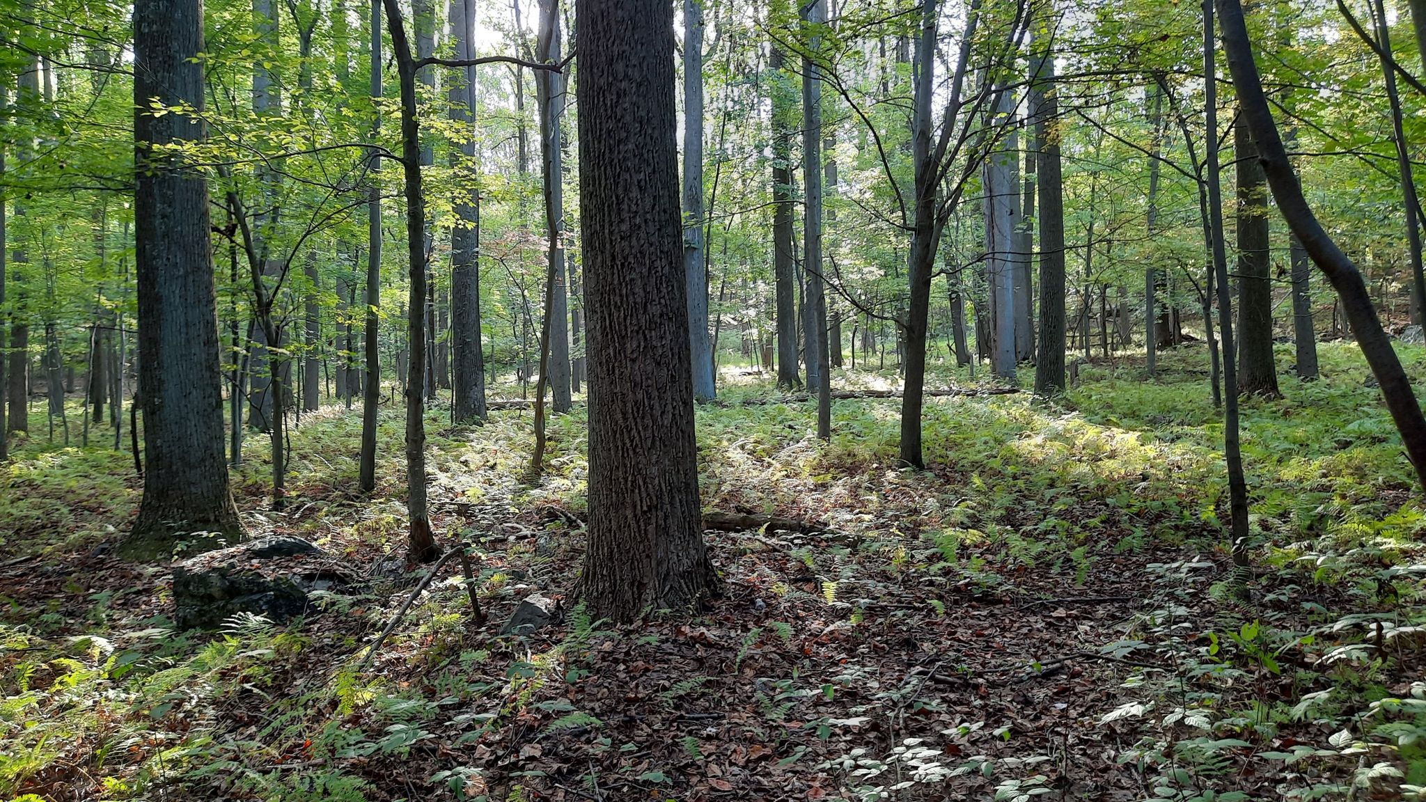 Sunlit forest floor with tall trees and lush green undergrowth. - Mountain Loop Trail
