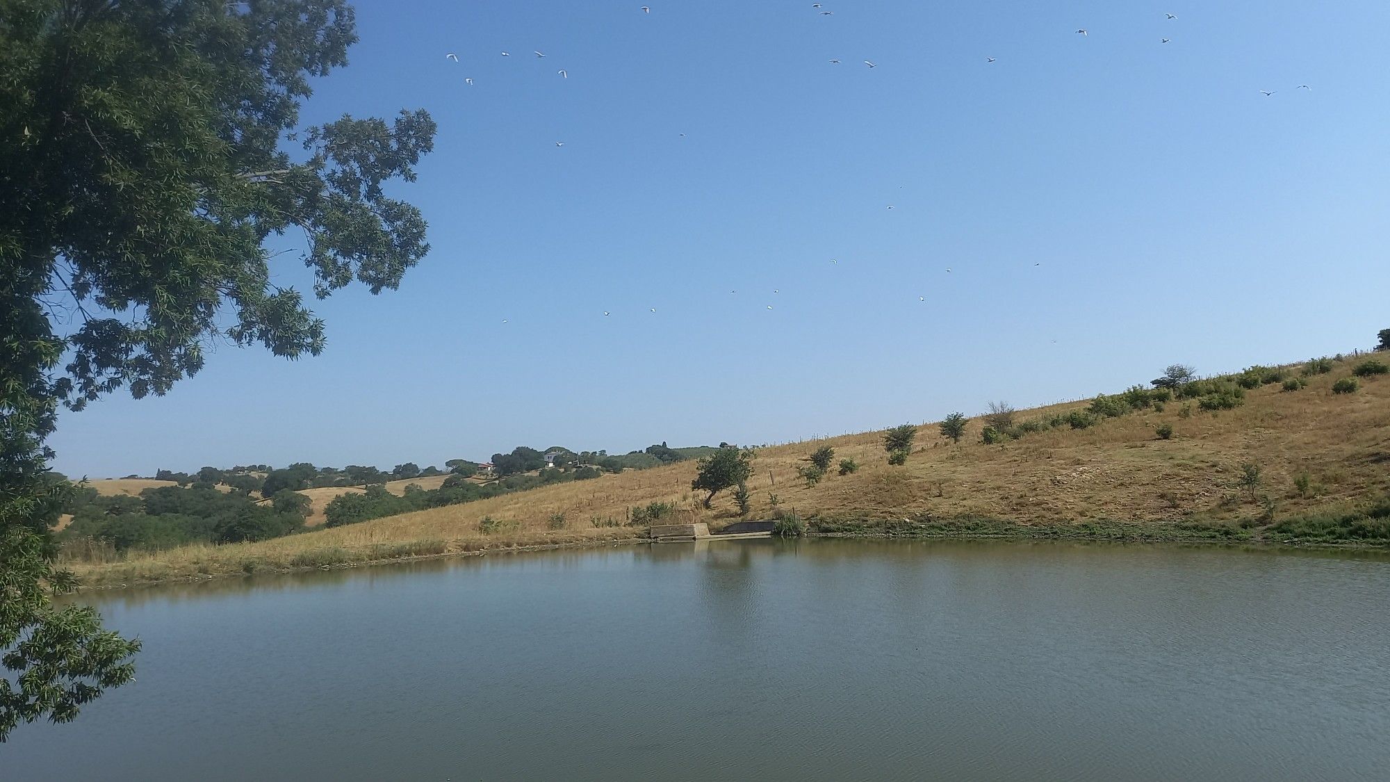 garzette in volo sul laghetto