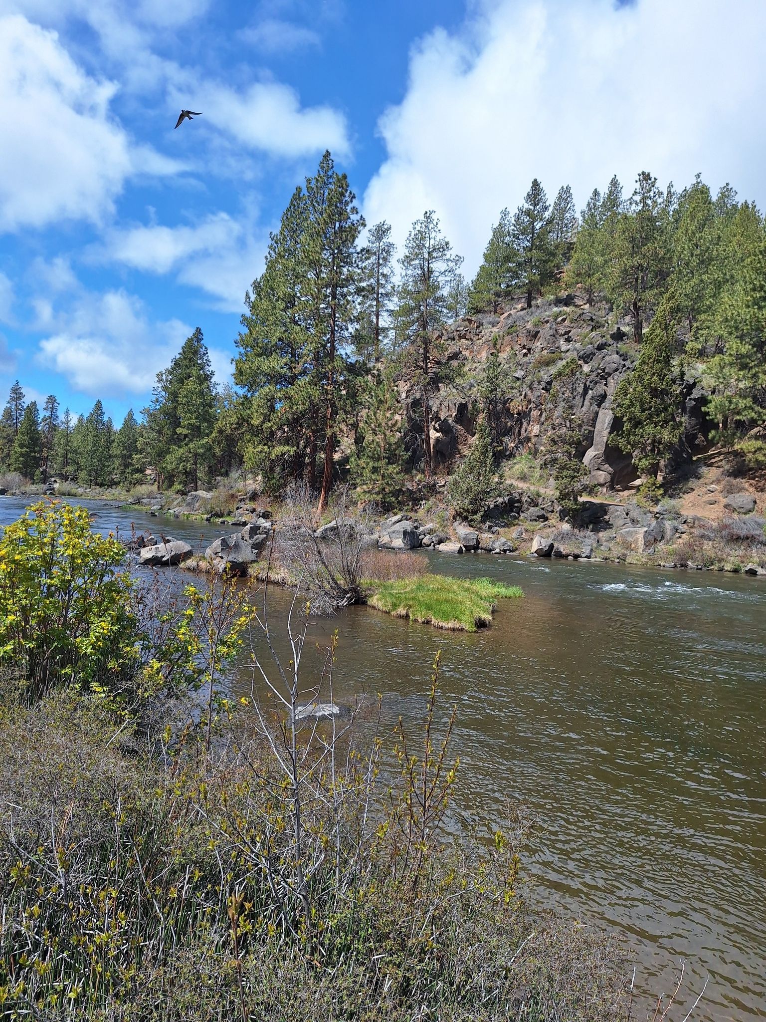 Rocky river with small grassy island, pine trees, and blue sky. - Farewell Bend Park loop from Deschutes Brewery
