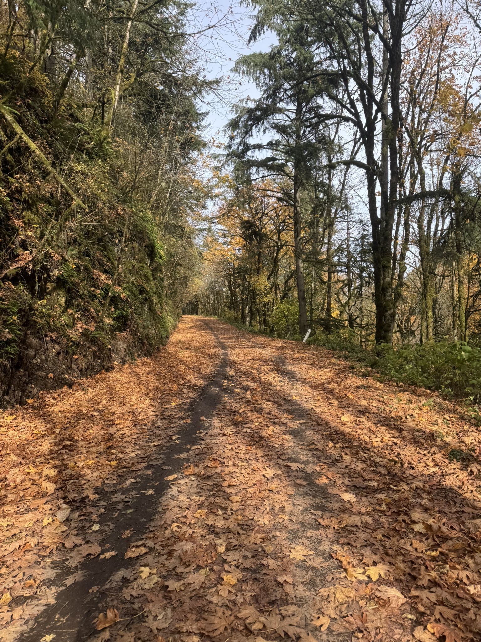 Autumn forest road covered in bright orange and brown fallen leaves. - Leif Erikson Drive – Northwest Leif Erikson Drive loop from Providence Park