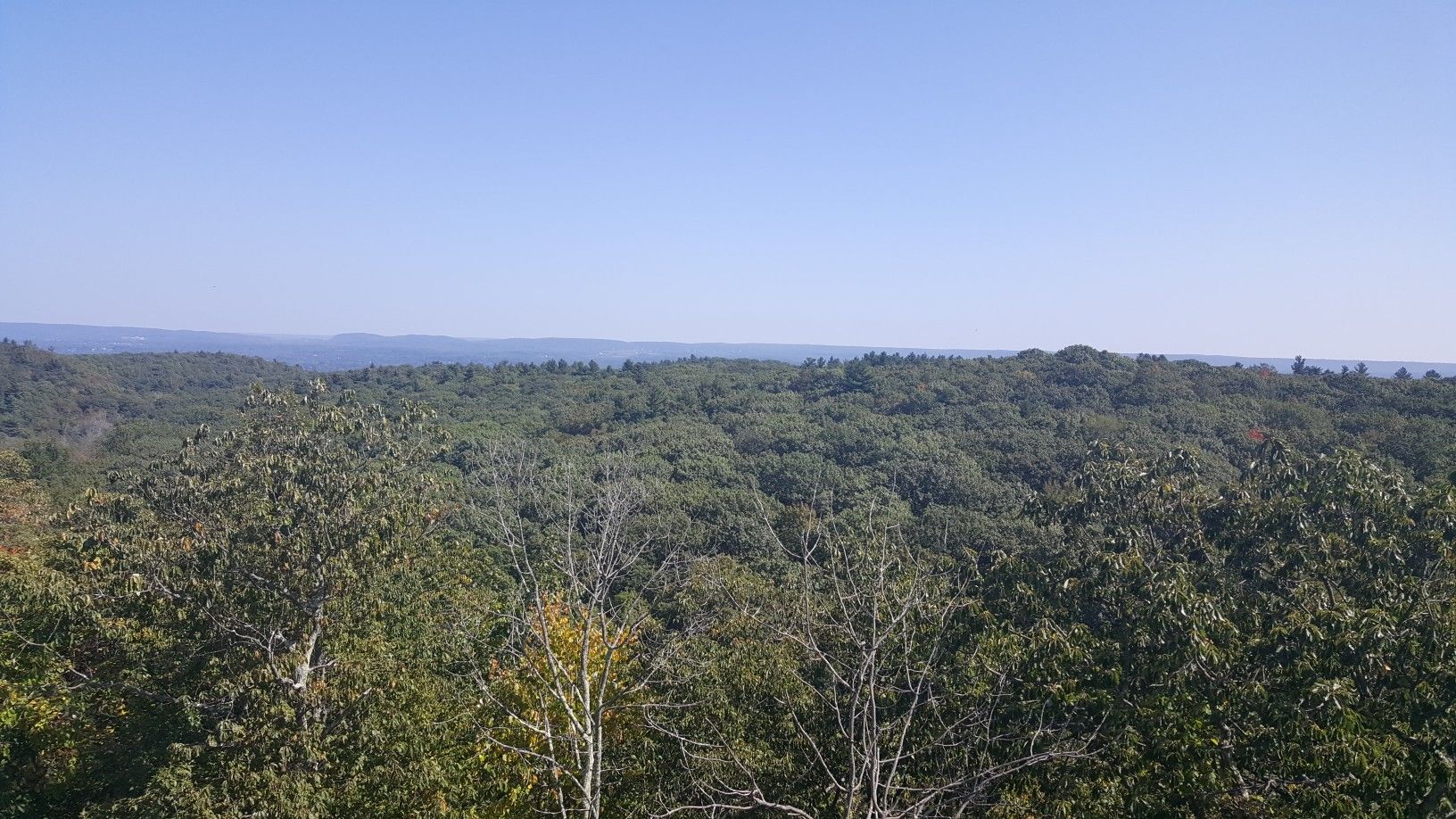 Expansive green forest canopy stretching to the horizon under a clear blue sky. - Tower Trail