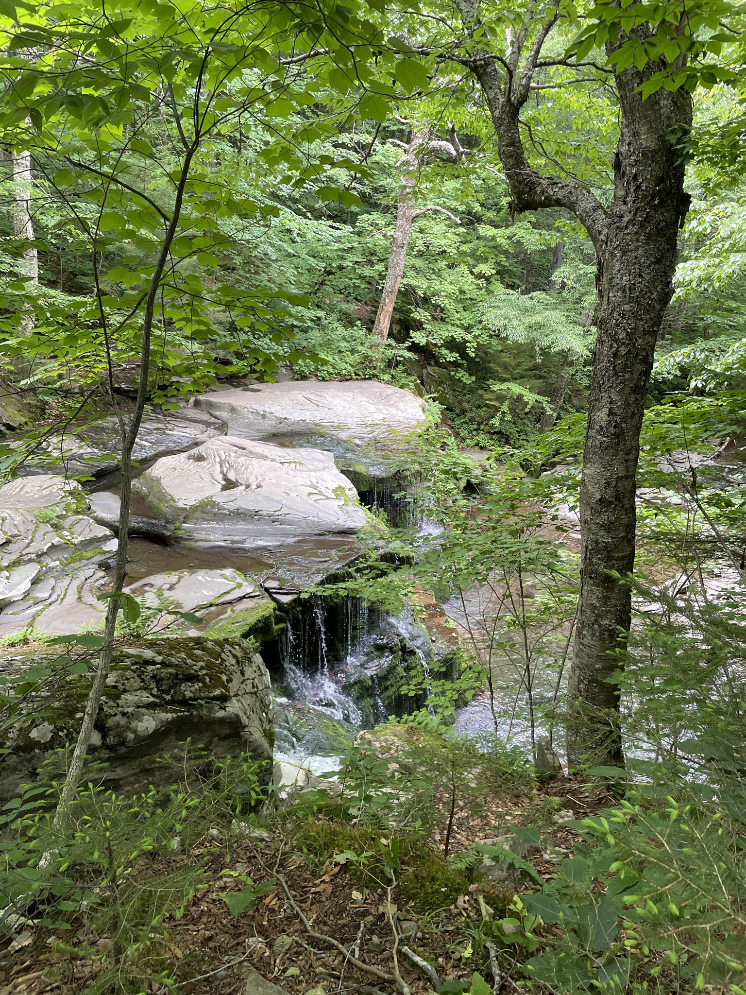 Small waterfall cascades over mossy rocks in a lush, shaded forest. - Diamond Notch Trail