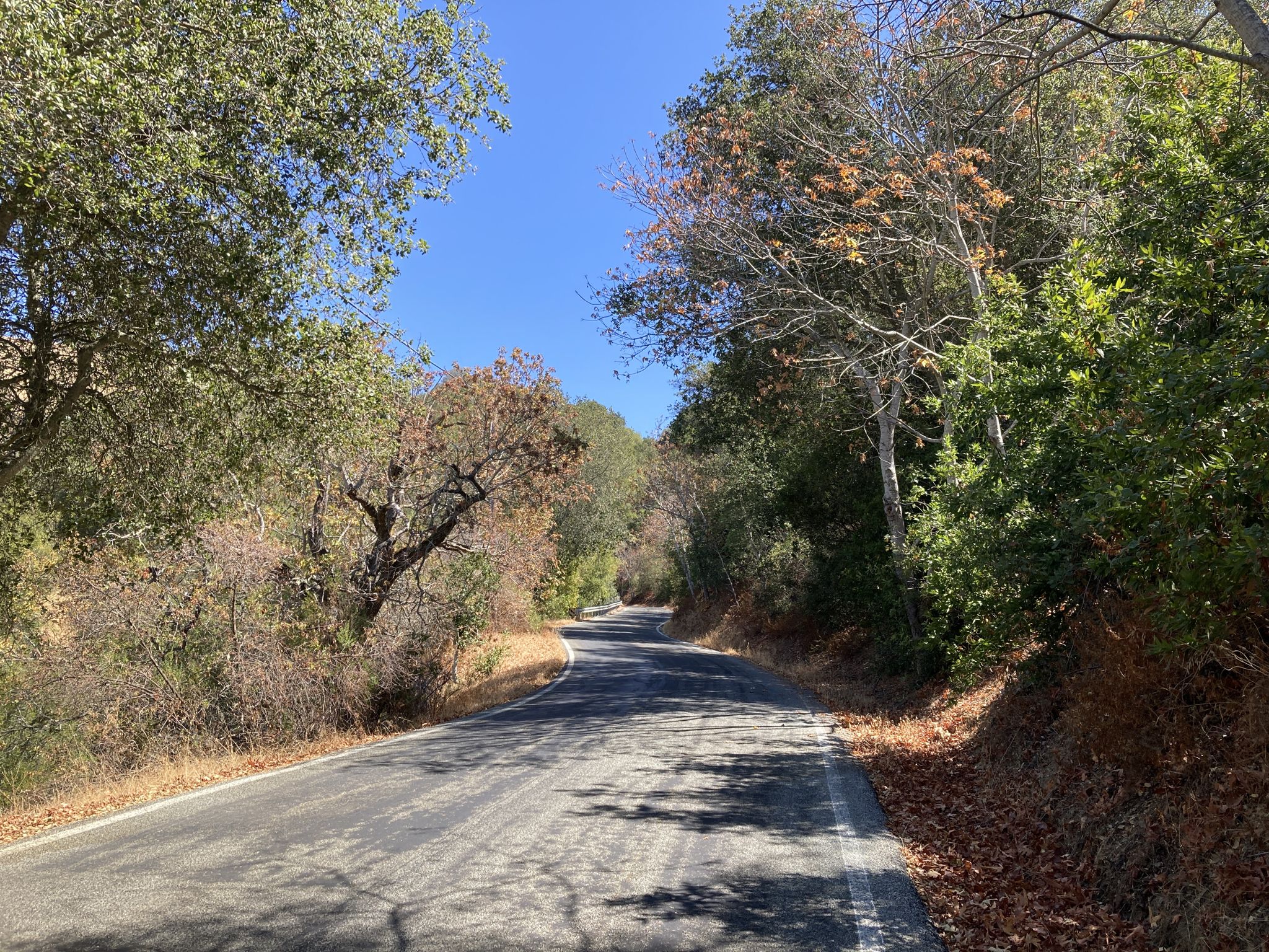 A winding paved road shaded by green and autumn trees on a sunny day. - East Dunne Avenue to Live Oak TraIl