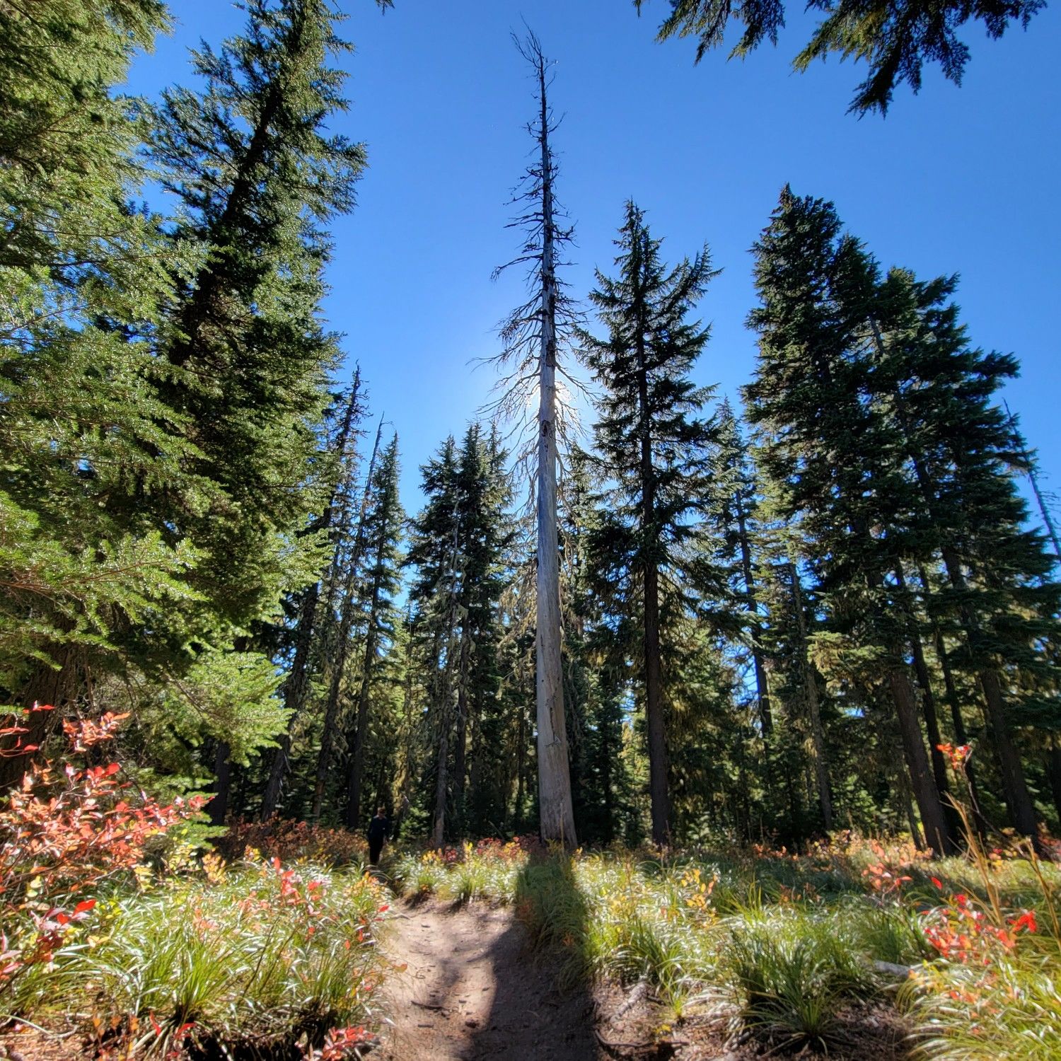 A sunlit forest path winding through tall evergreen trees and colorful foliage. - Umbrella Falls & Sahale Falls – Mount Hood National Forest