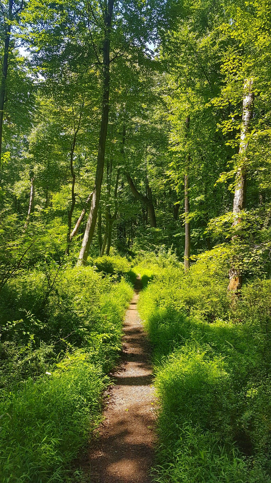 A sunlit, narrow dirt path leads through a vibrant, lush green forest. - Grand Loop Trail
