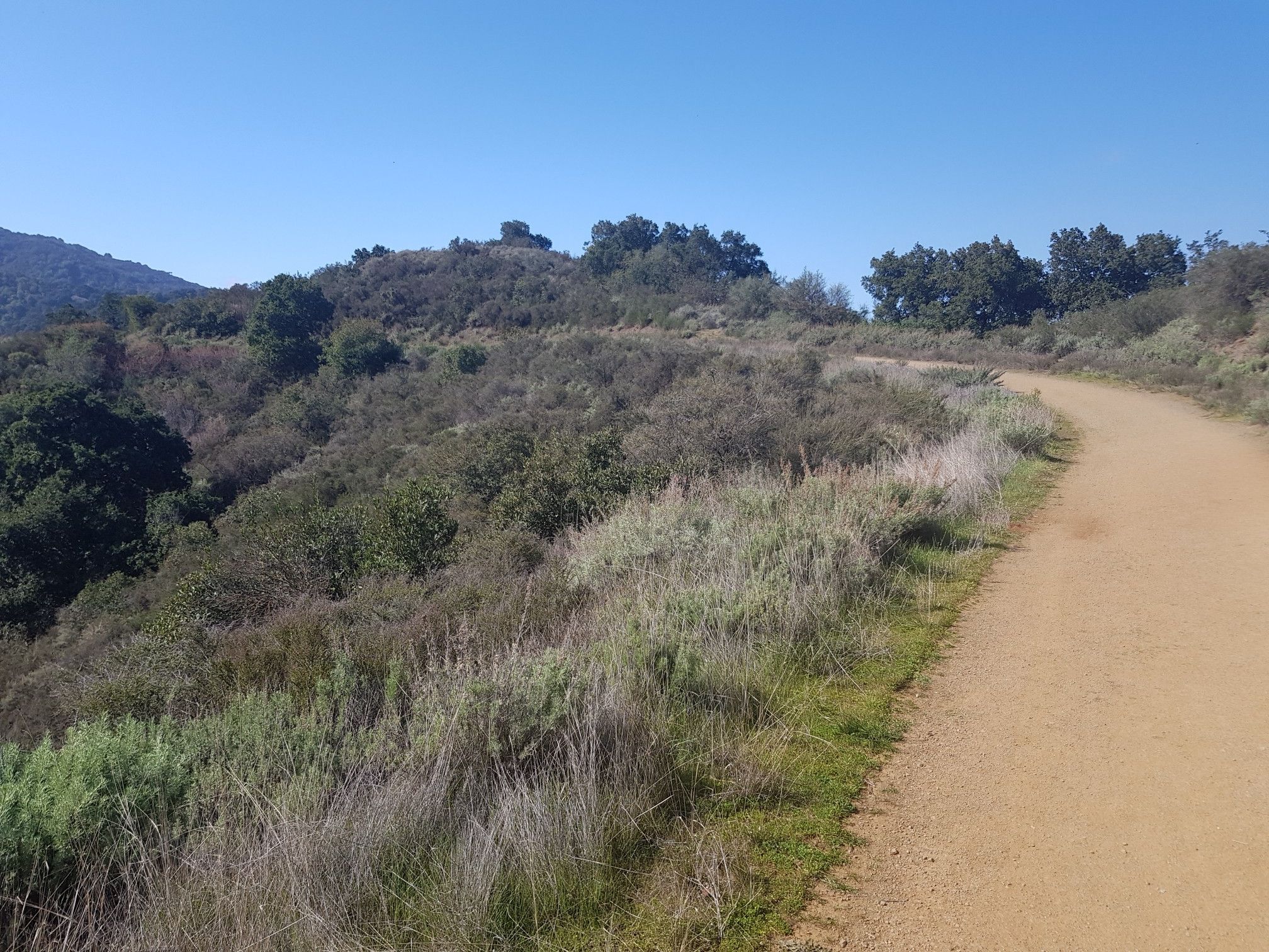 A dirt path curves through green and dry brush under a clear blue sky. - Wildcat Loop Trail
