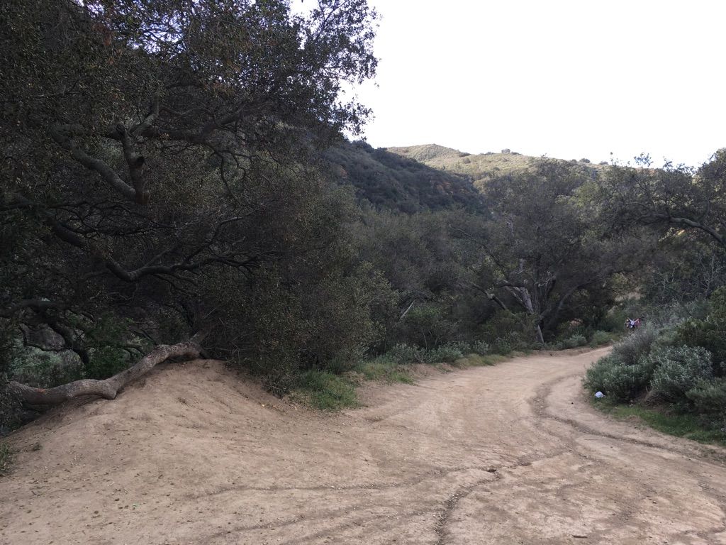 A dirt road curves into a shaded, wooded area with large trees. - Black Star Canyon Falls Trail
