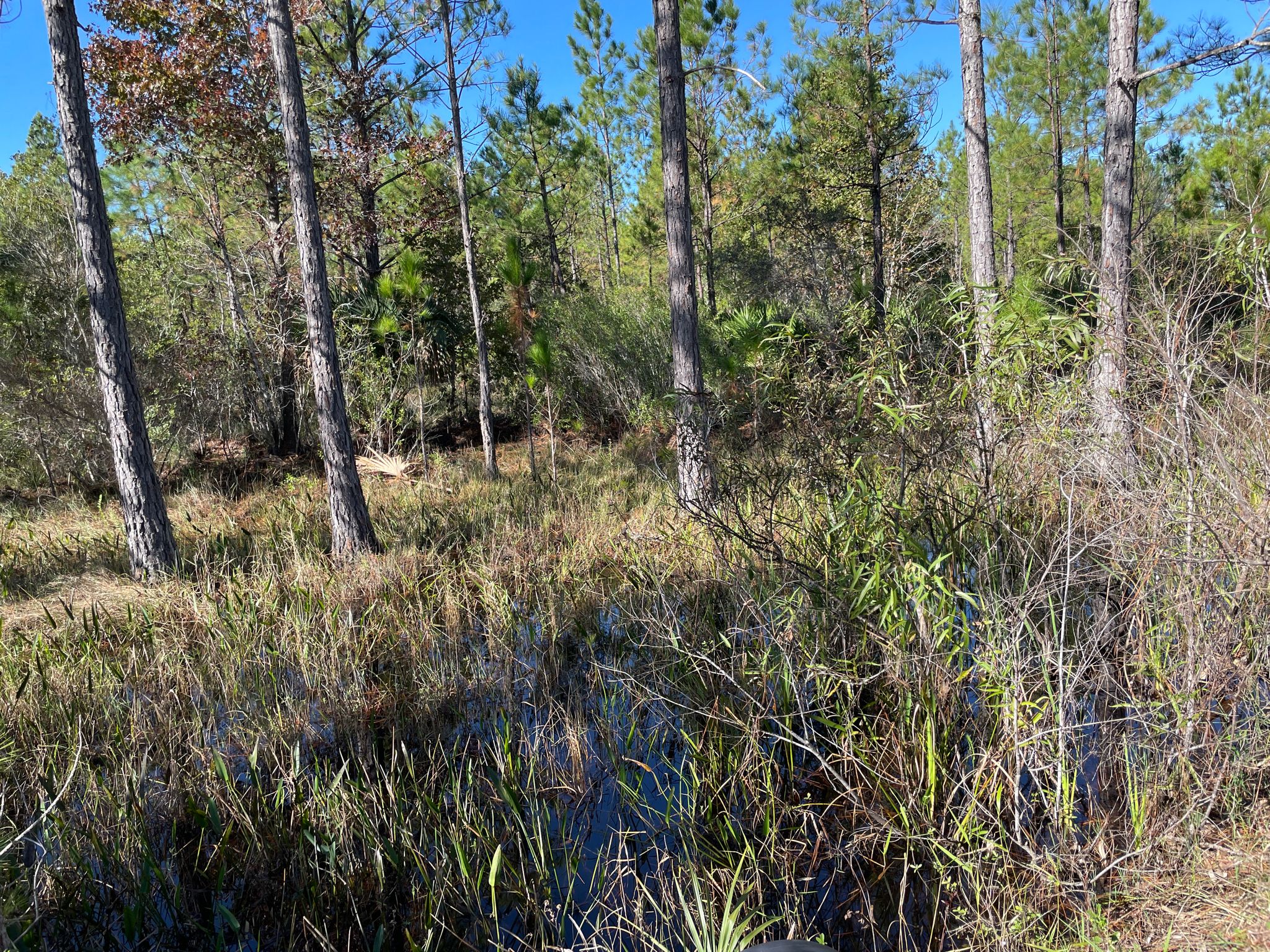 Sunny forest with tall pine trees and marshy undergrowth. - Shelter Camp – Sand Road (Gravel) loop from Lower Wekiva River Preserve State Park