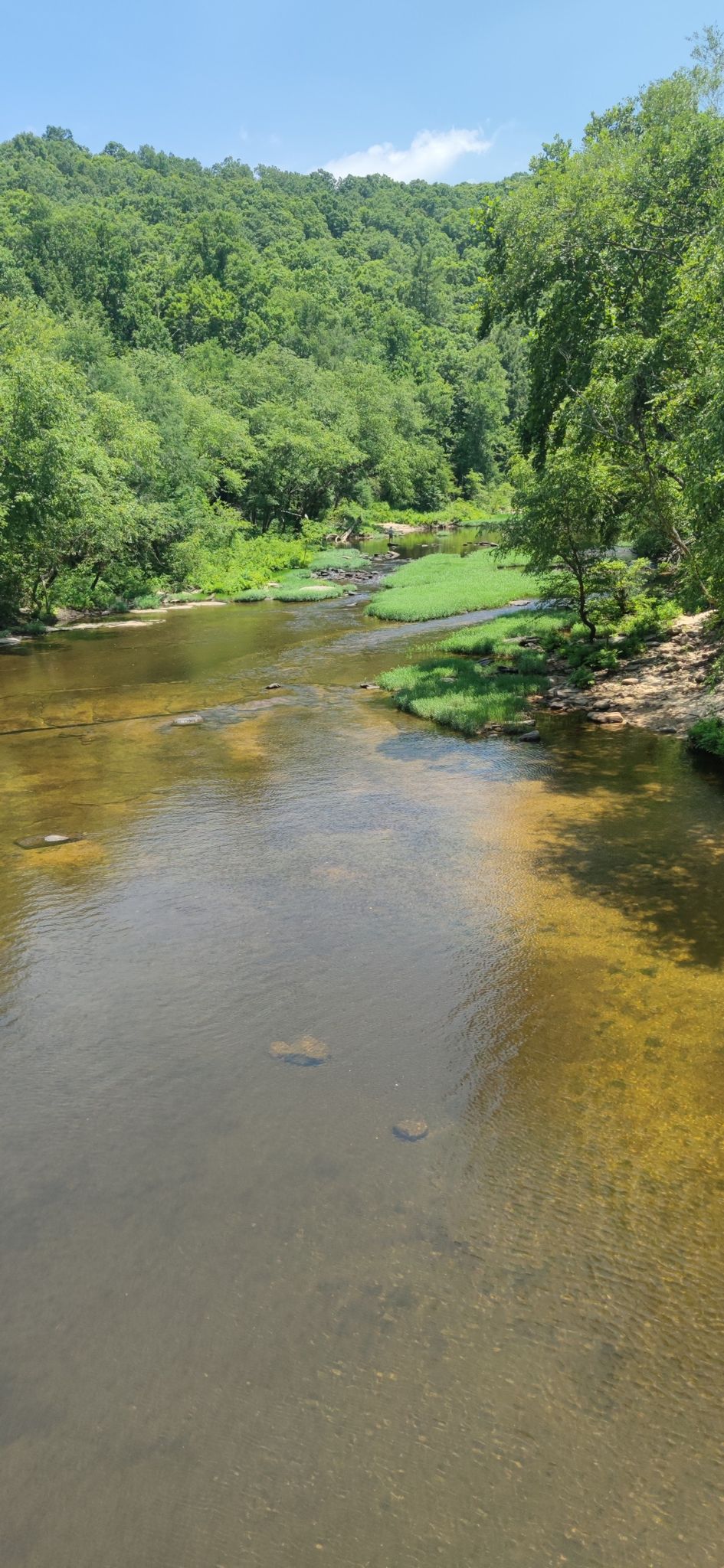 Clear river flowing through dense green forest under bright sunlight. - Burnt Mill Bridge Loop Trail