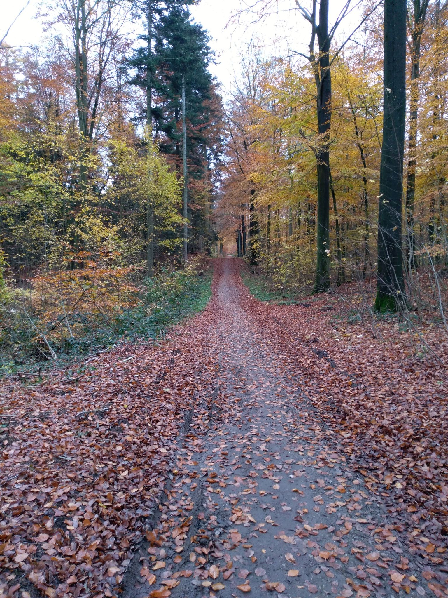 Skov