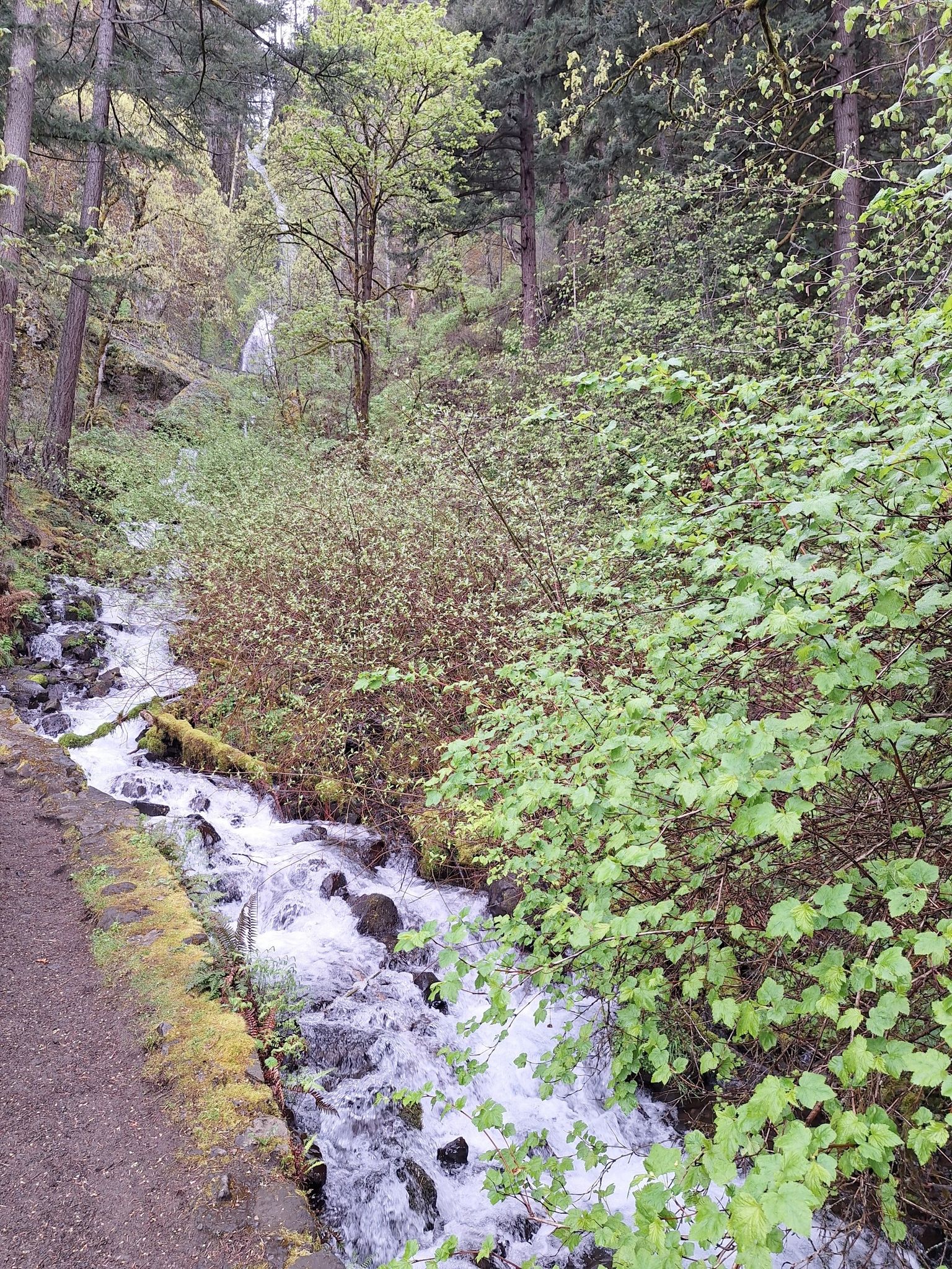 A stream flows beside a path, surrounded by green bushes and trees. - Multnomah Falls – Wahkeena Falls loop from Benson State Recreation Area