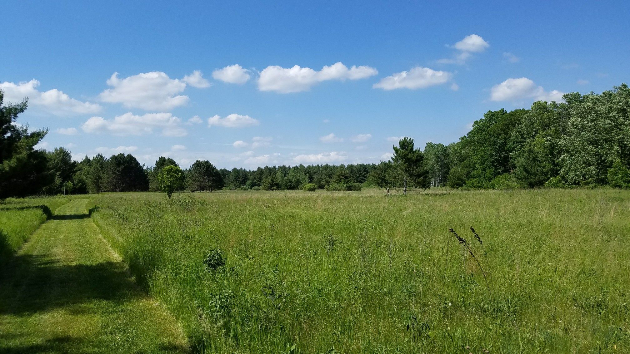 A mowed path through a sunny green field with distant trees. - Lower Park Loop
