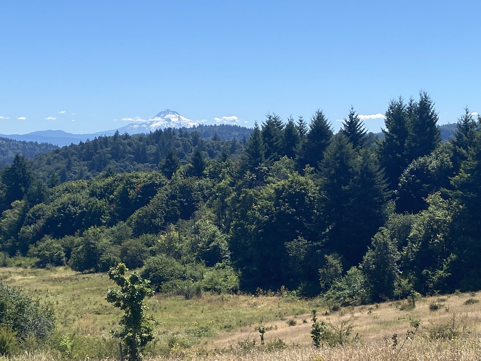 Forested hills and a distant snow-capped mountain under a clear blue sky. - Loop Trail – Powell Butte Nature Park