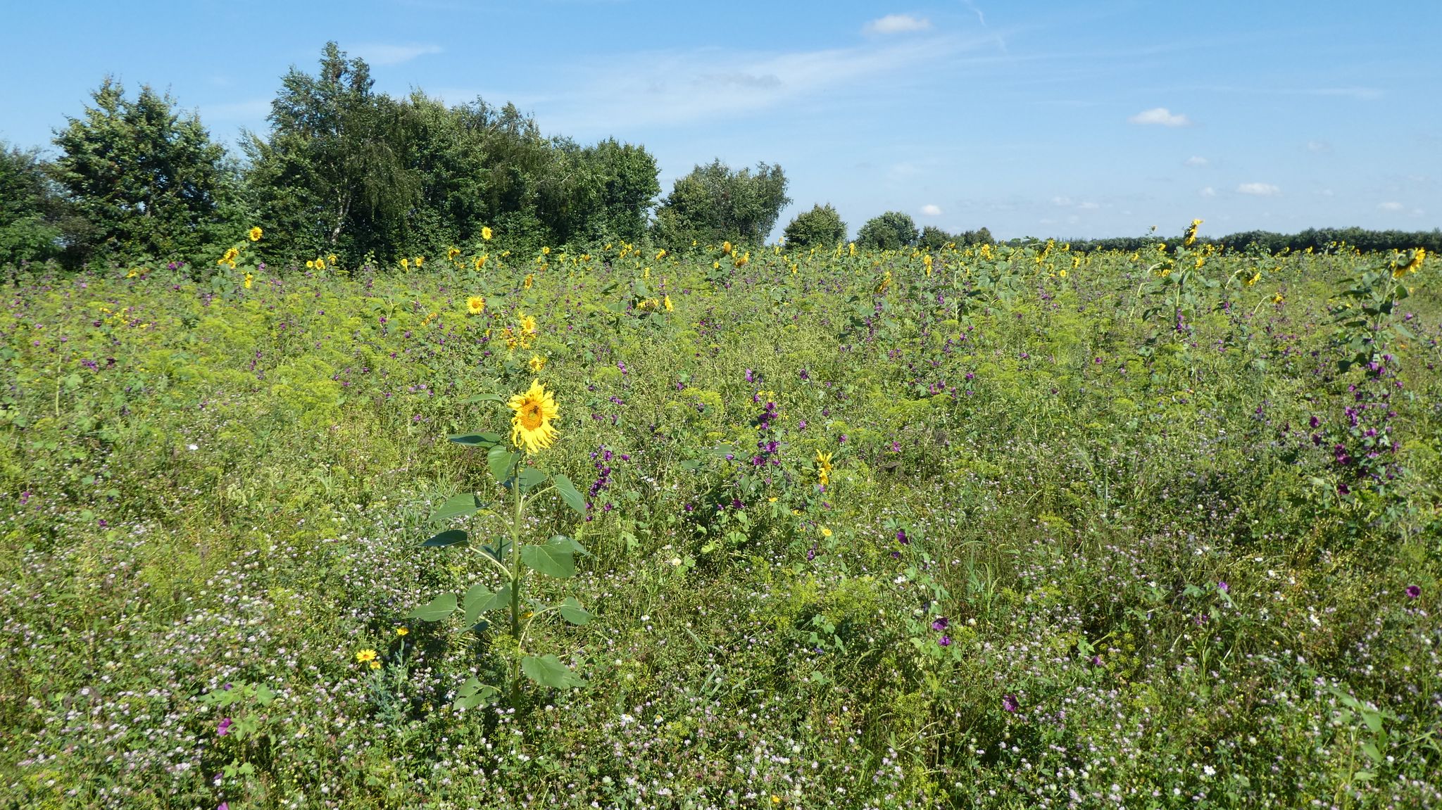 Blumenwiese mit Infotafel und Bank
