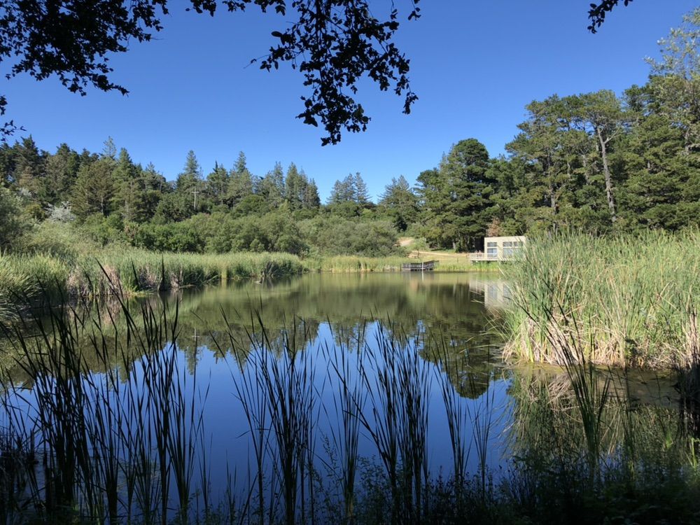 A serene lake reflecting trees and sky, framed by tall green reeds. - Old Page Mill Trail