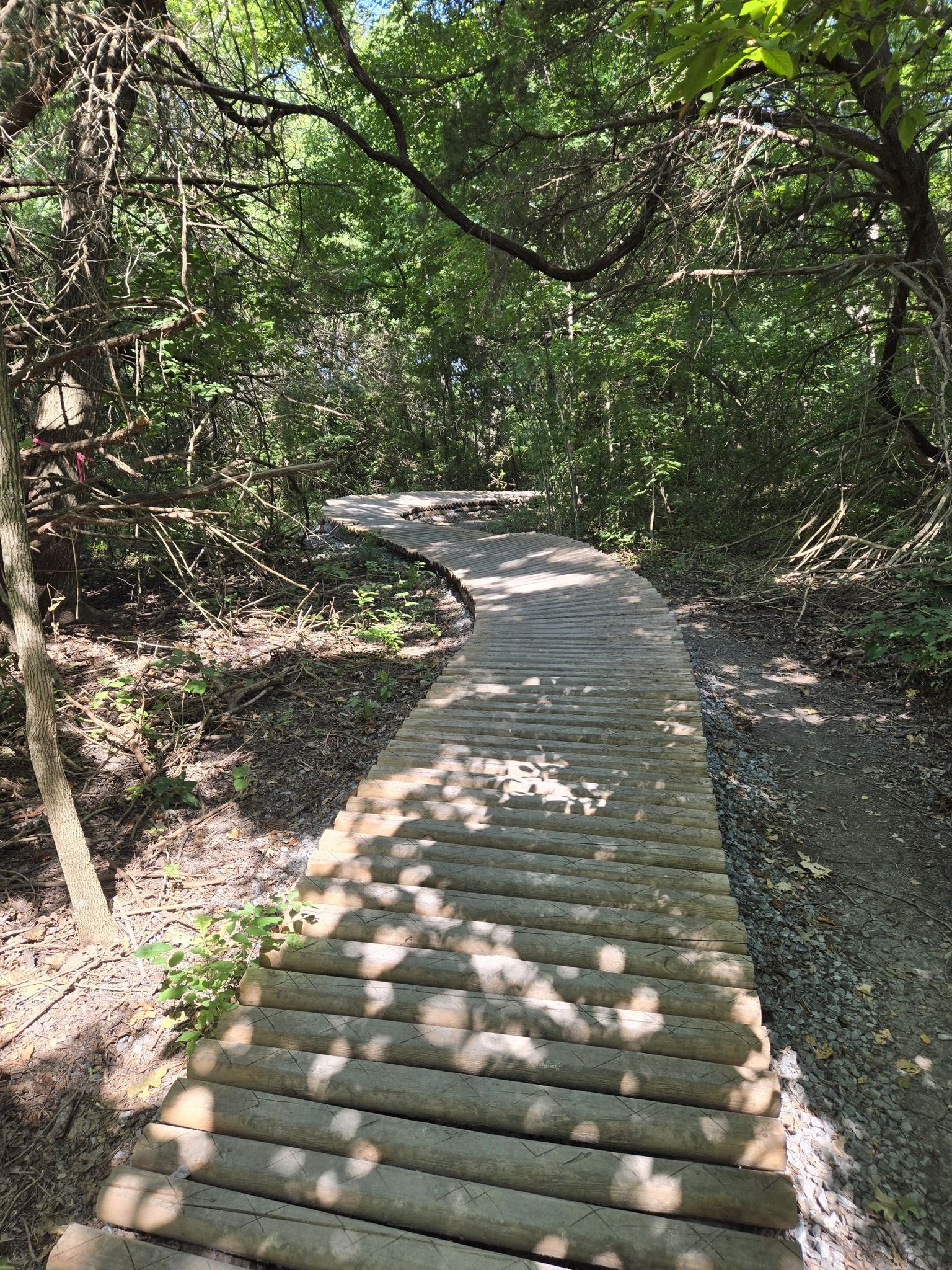 Winding wooden boardwalk path through a sun-dappled green forest. - Erwin Park Trail