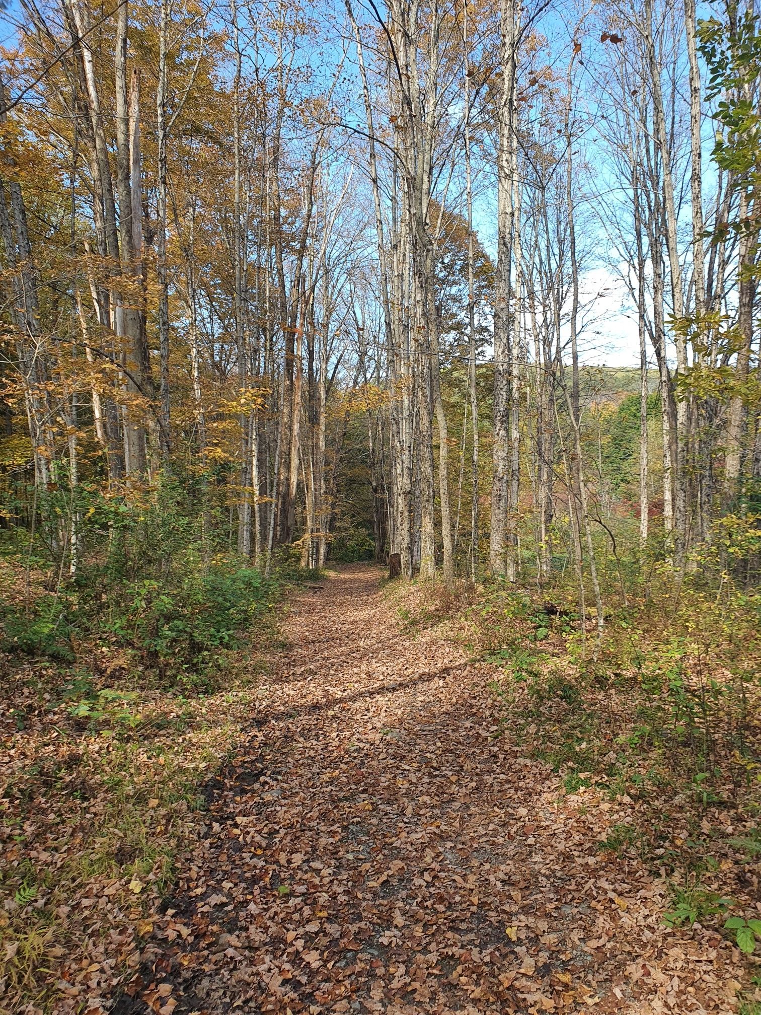 Leaf-covered forest path winding through tall trees with autumn foliage. - Shaker Mountain Trail Loop