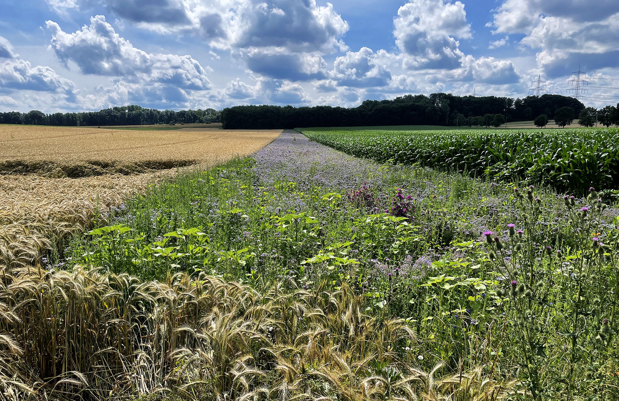 Insektenweide zwischen Gerste und Mais - Lobenswert!