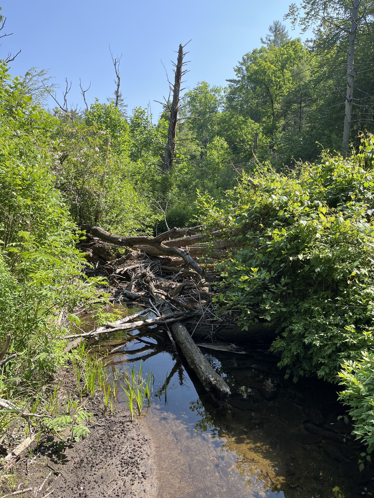 Sunny forest stream blocked by many fallen logs and dense green foliage. - Black Mountain to Pink Beds and Buckwheat Knob