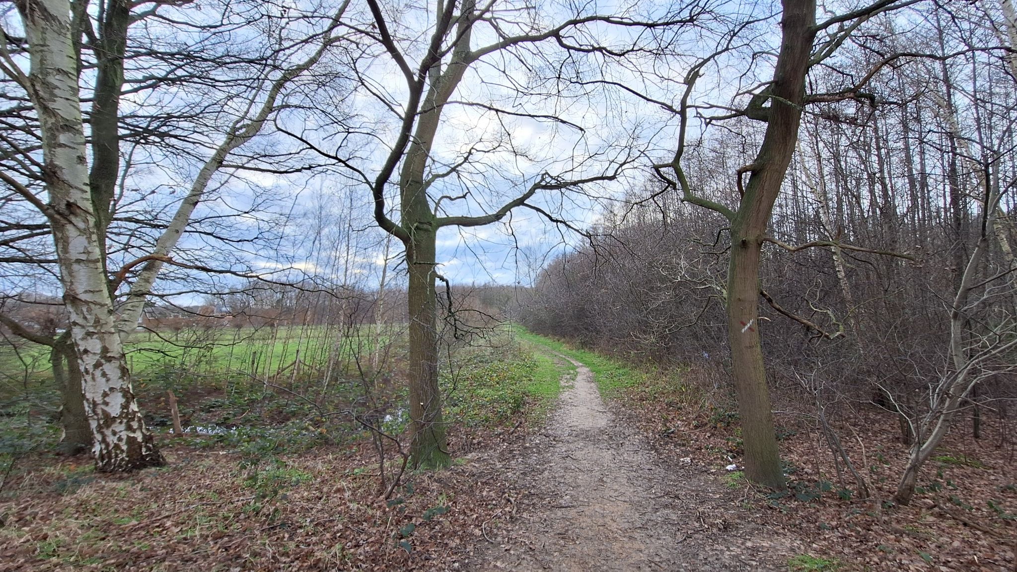Pad naar jong bos Ertbrugge