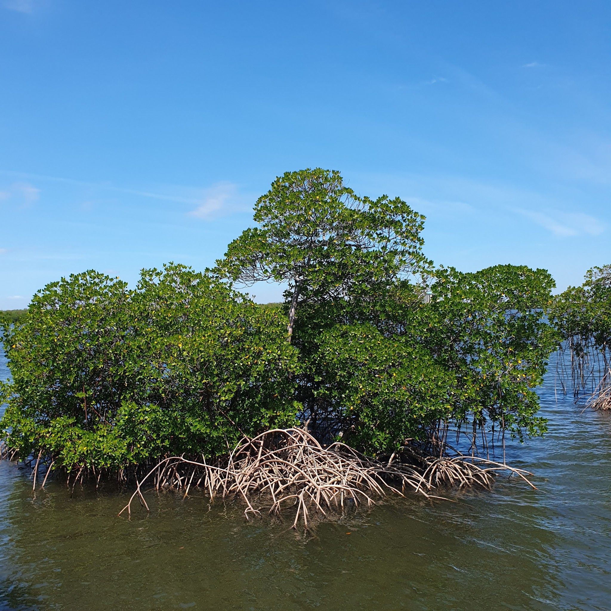 Mangrove trees with exposed roots stand in calm water under a bright blue sky. - Lake Observation Trail