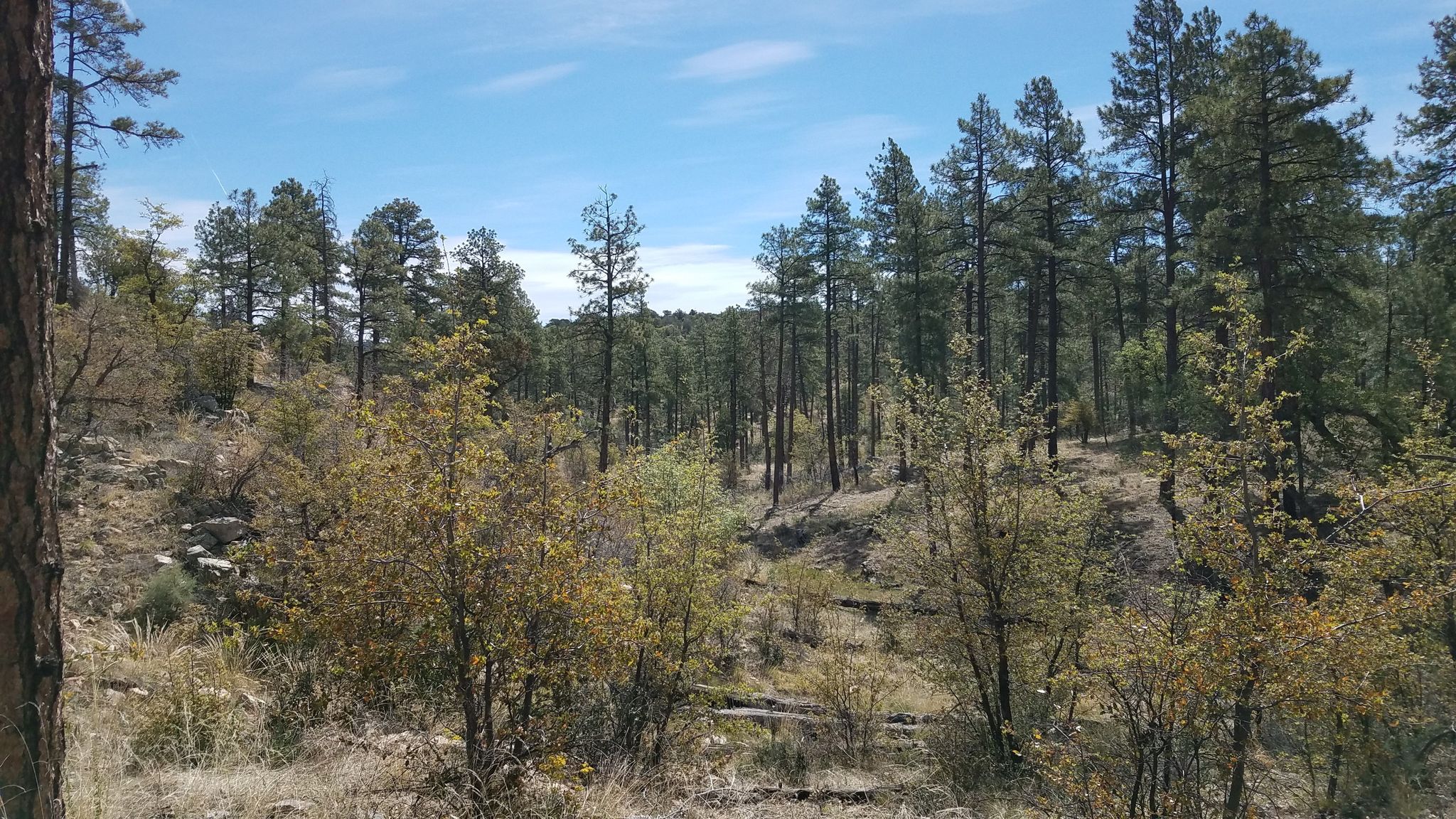 Sunny forest clearing with tall pines and dry, bushy undergrowth. - Williams Peak Trail – Skull Valley Overlook loop from White Rock TraIlhead