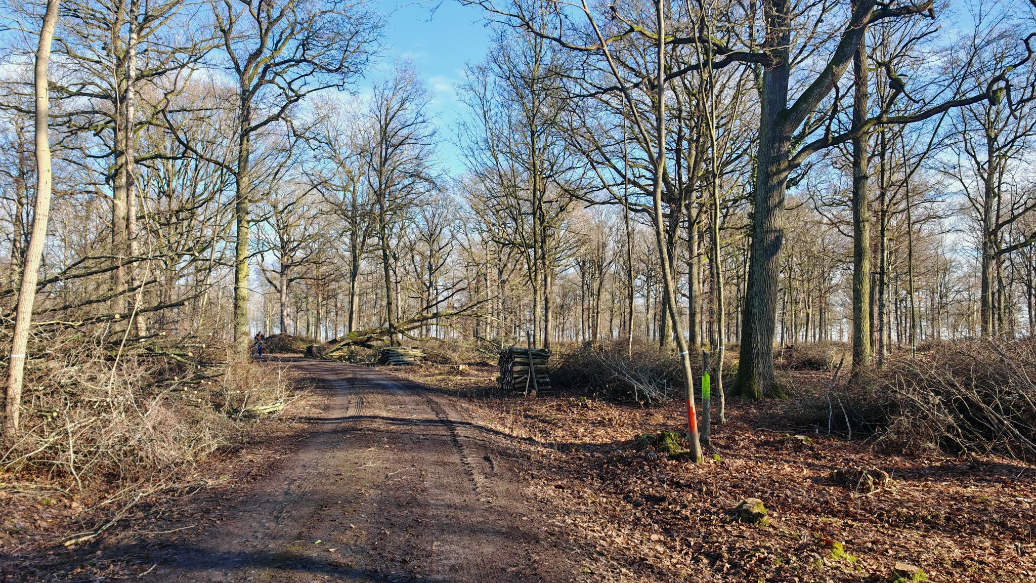 Großes Mühlholz in Willanzheim 😒 Viel Wald ist das nicht mehr
