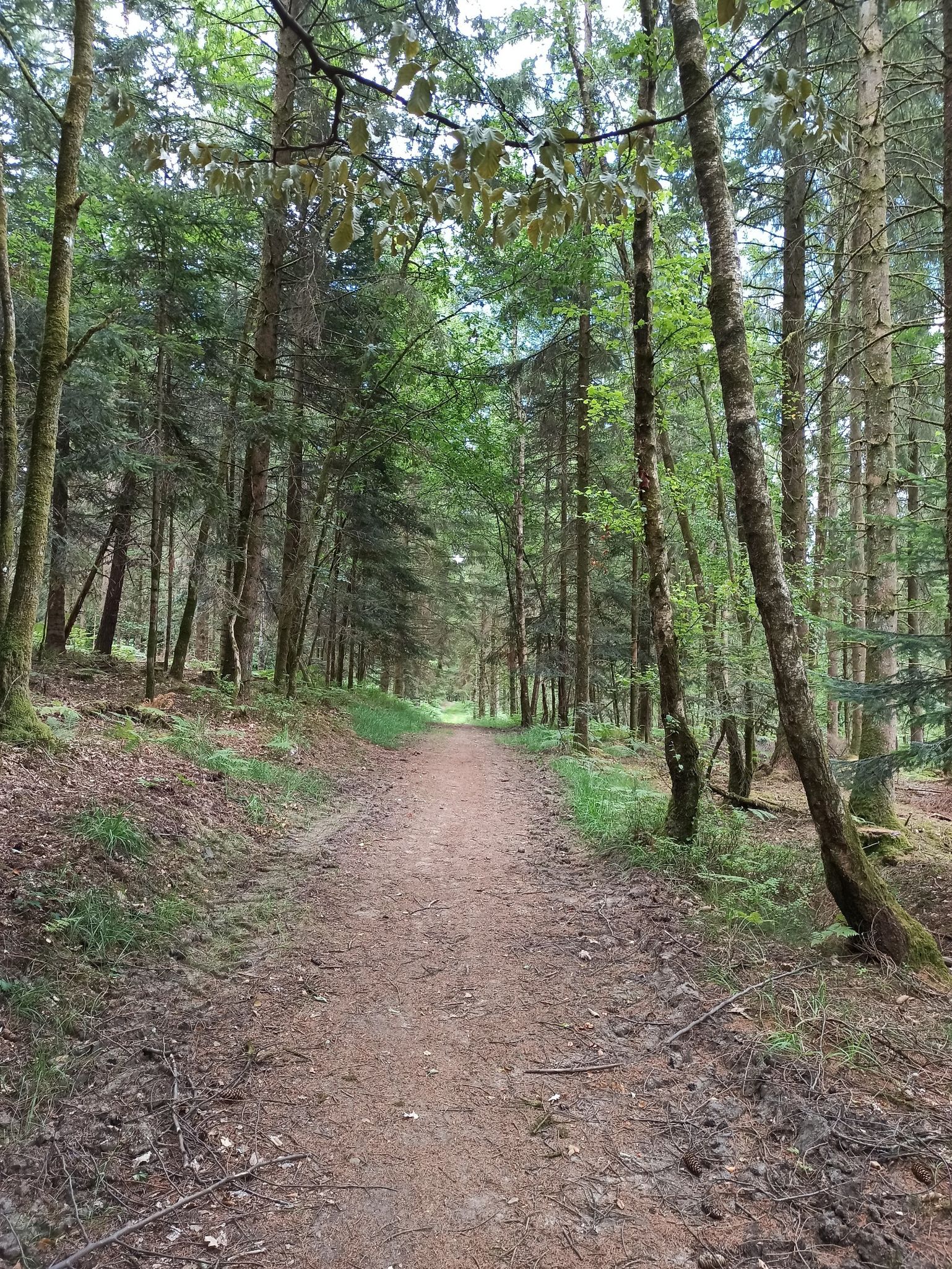 chemin de forêt très amical