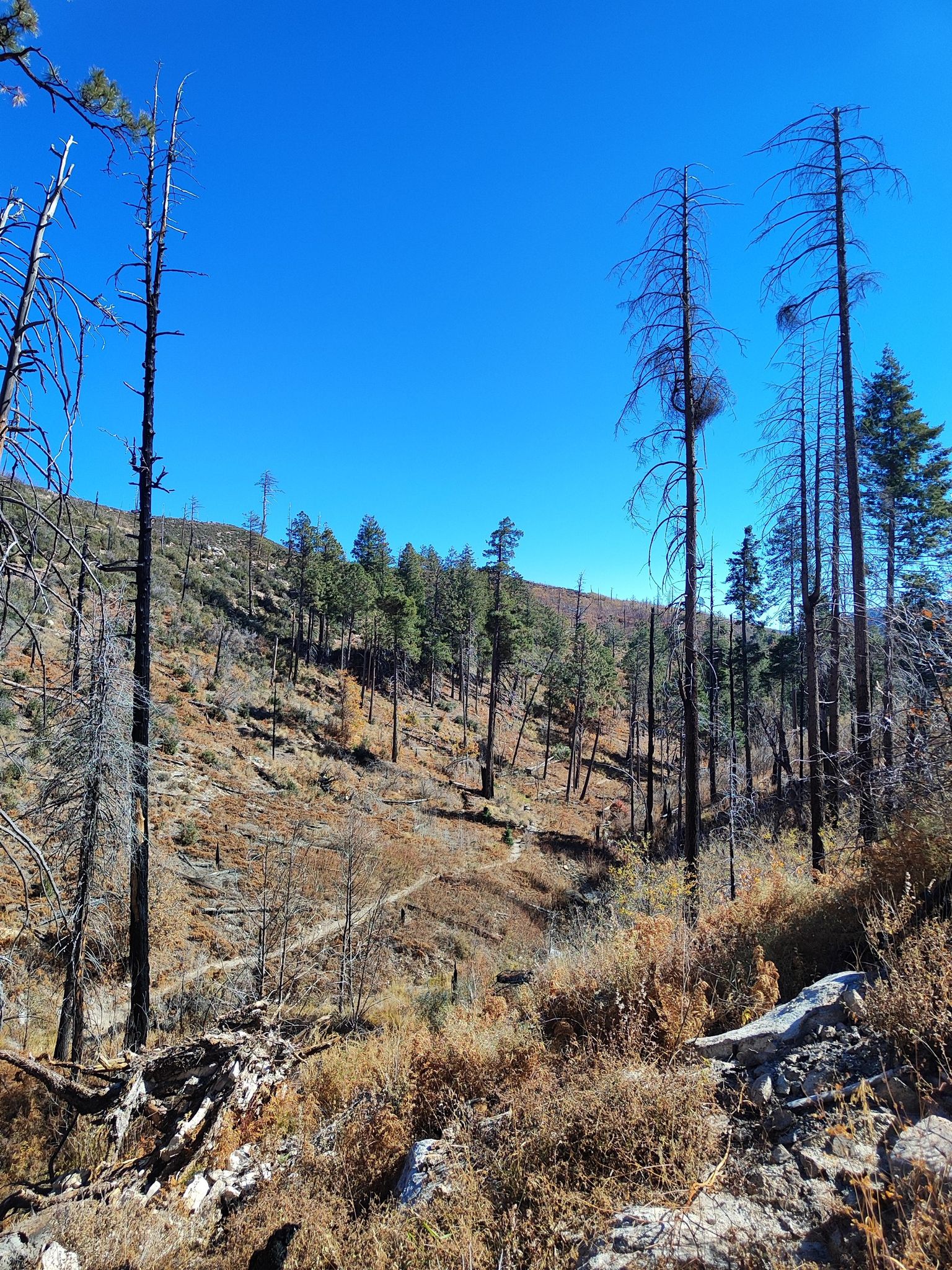 Sunny hillside with a winding trail, dry vegetation, and many tall dead trees. - Marshall Gulch and Mint Spring Loop