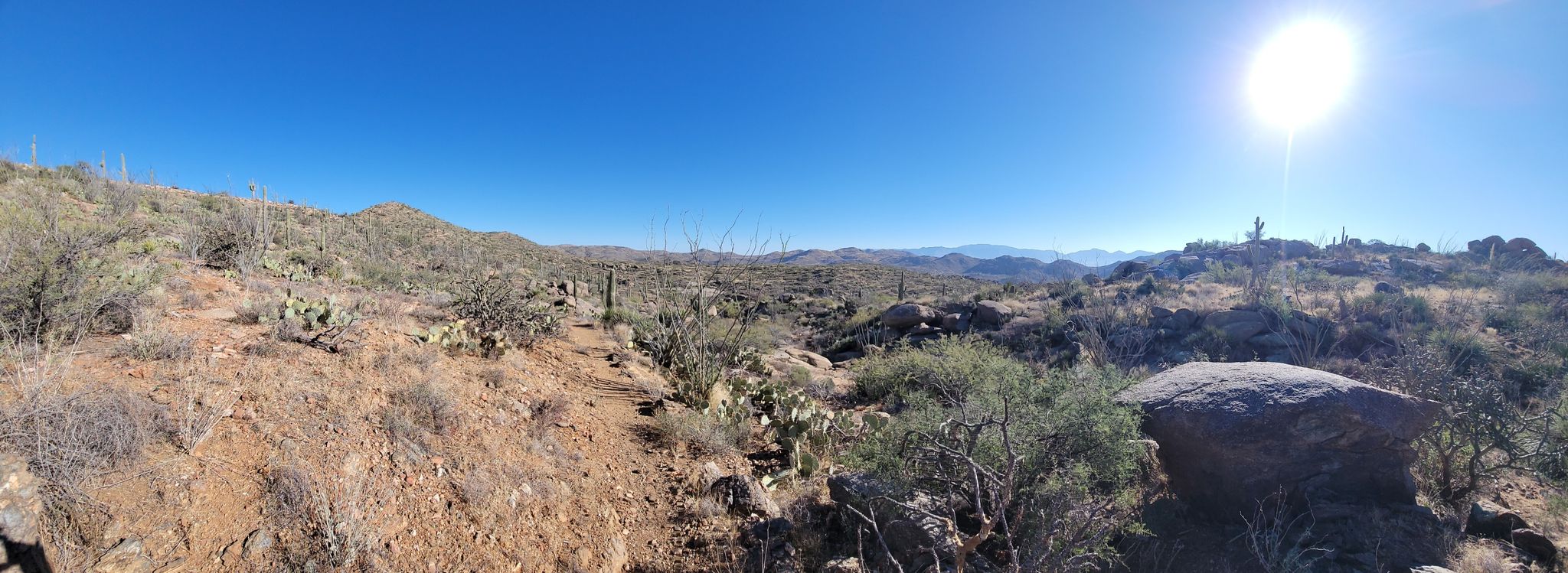 Bright sunny desert panorama with sparse vegetation and rocky terrain. - Wild Burro, Wild Mustang, and Upper Javelina Loop
