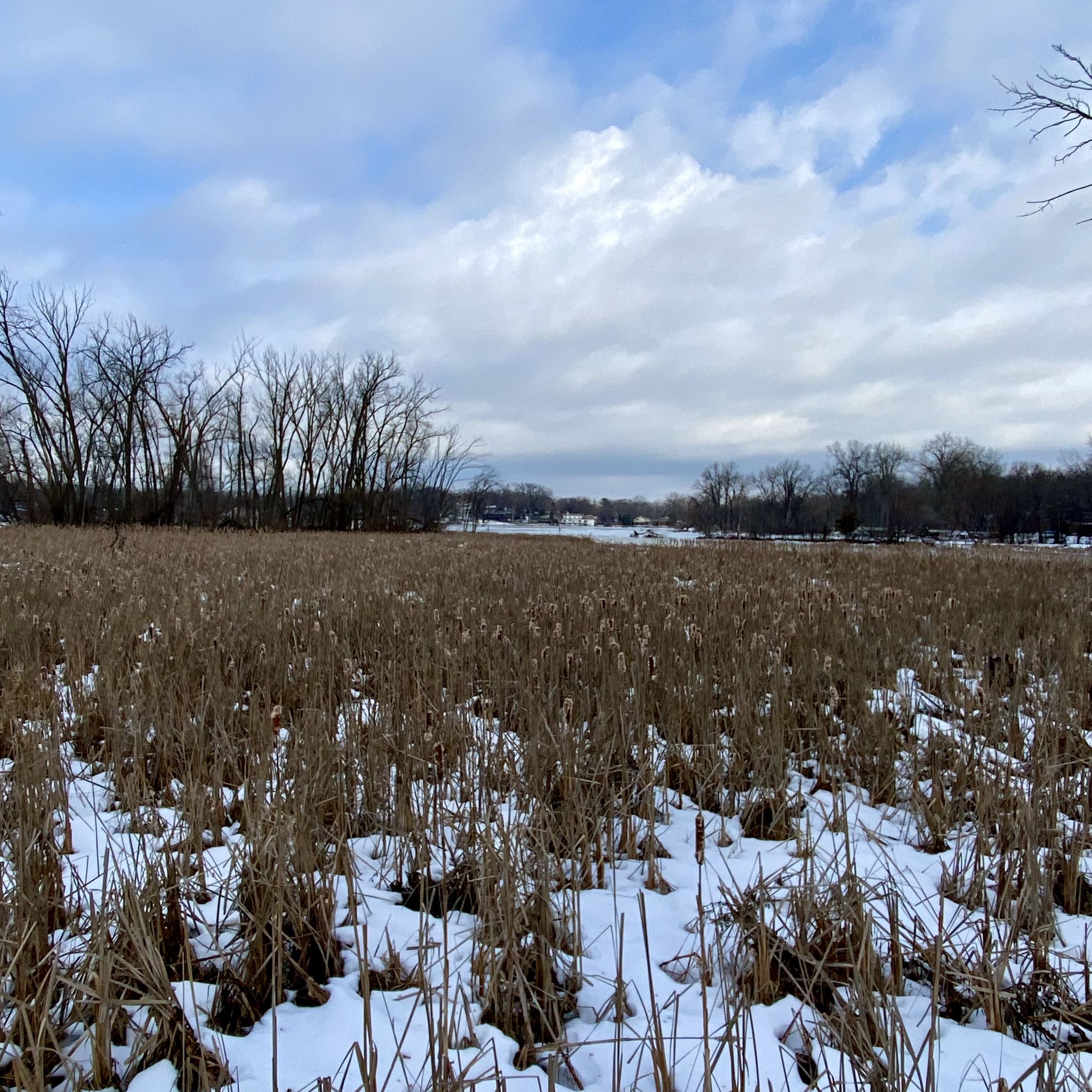 Snow-dusted field of dry brown reeds under a cloudy winter sky. - Lake Monona Loop and Capital City Trail