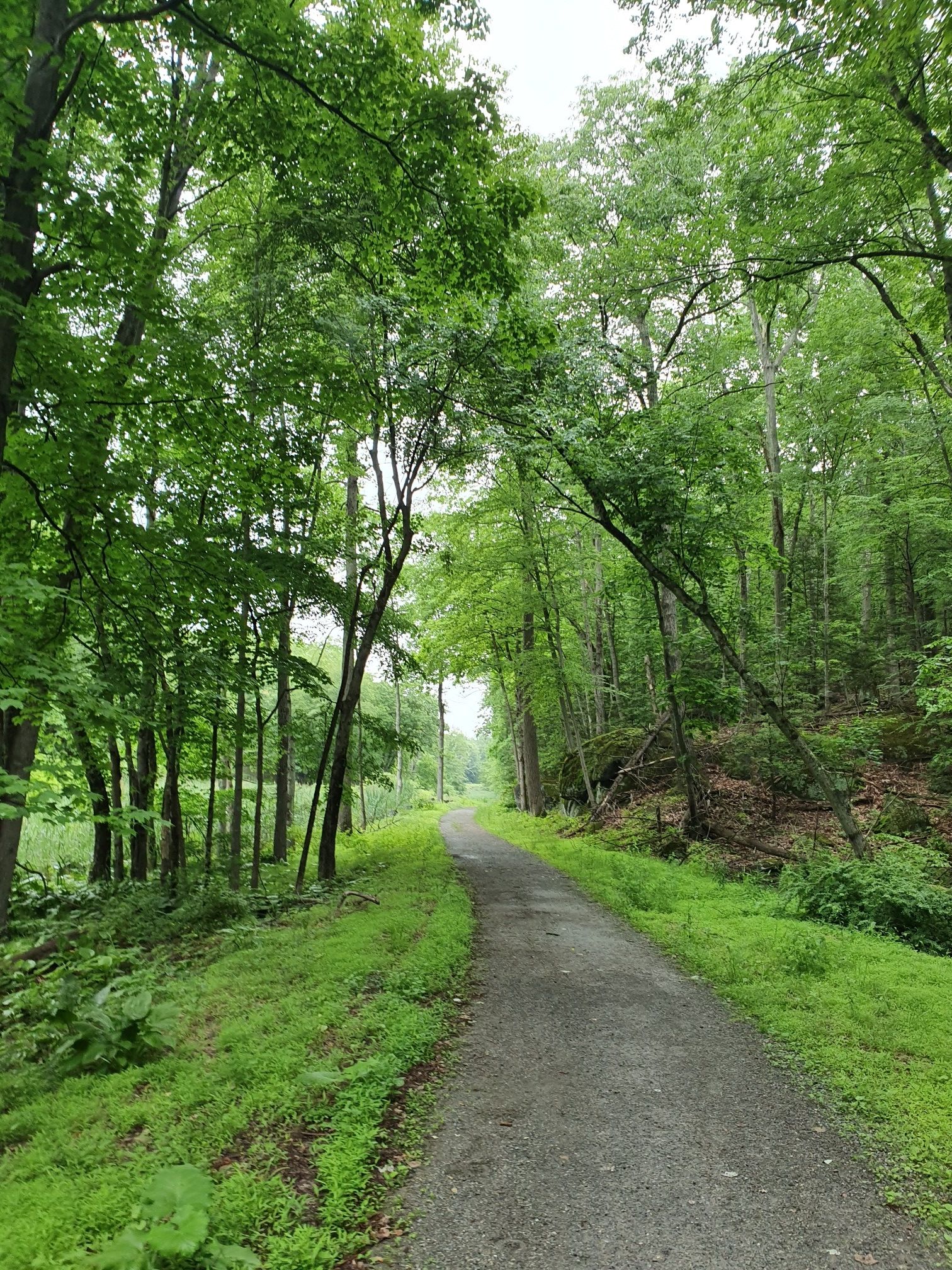 Gravel path through a dense green forest under an overcast sky. - Lounsbury Pond loop from Village of Buchanan