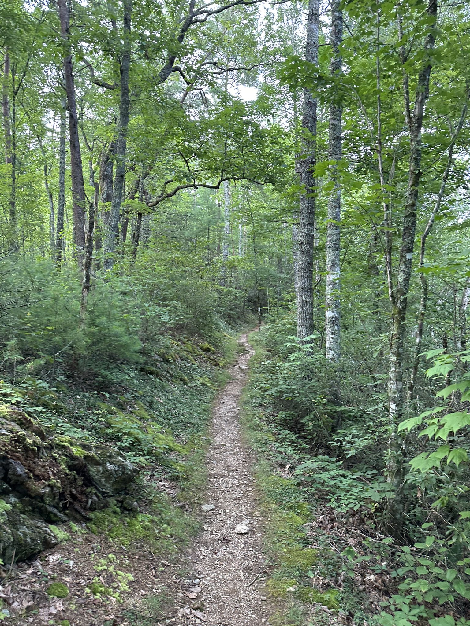 A winding dirt path through a dense, green forest on an overcast day. - Chestnut Top Trail