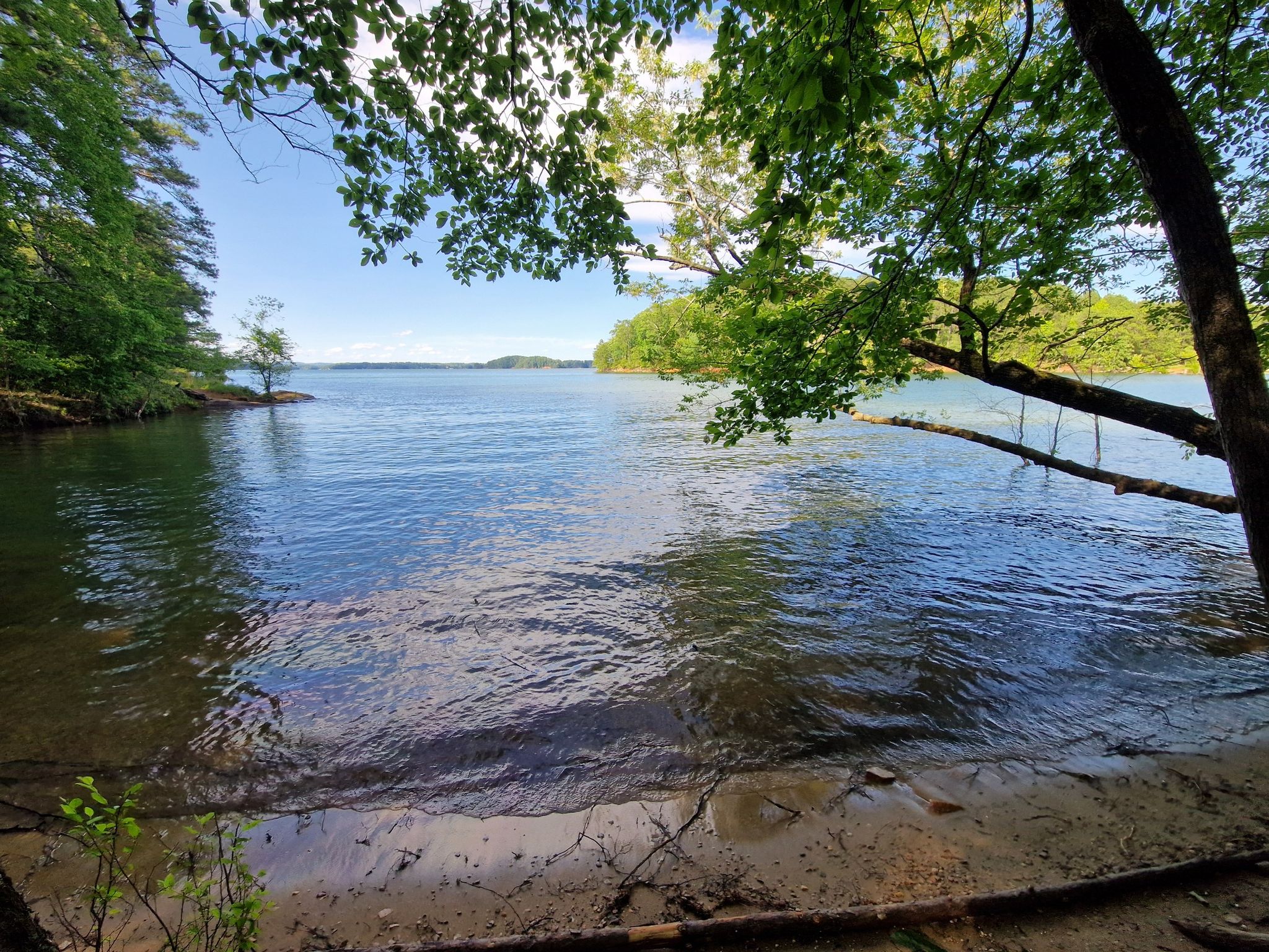 Calm lake with a sandy shore, framed by lush green trees. - Buford Dam Beach loop from Buford Dam