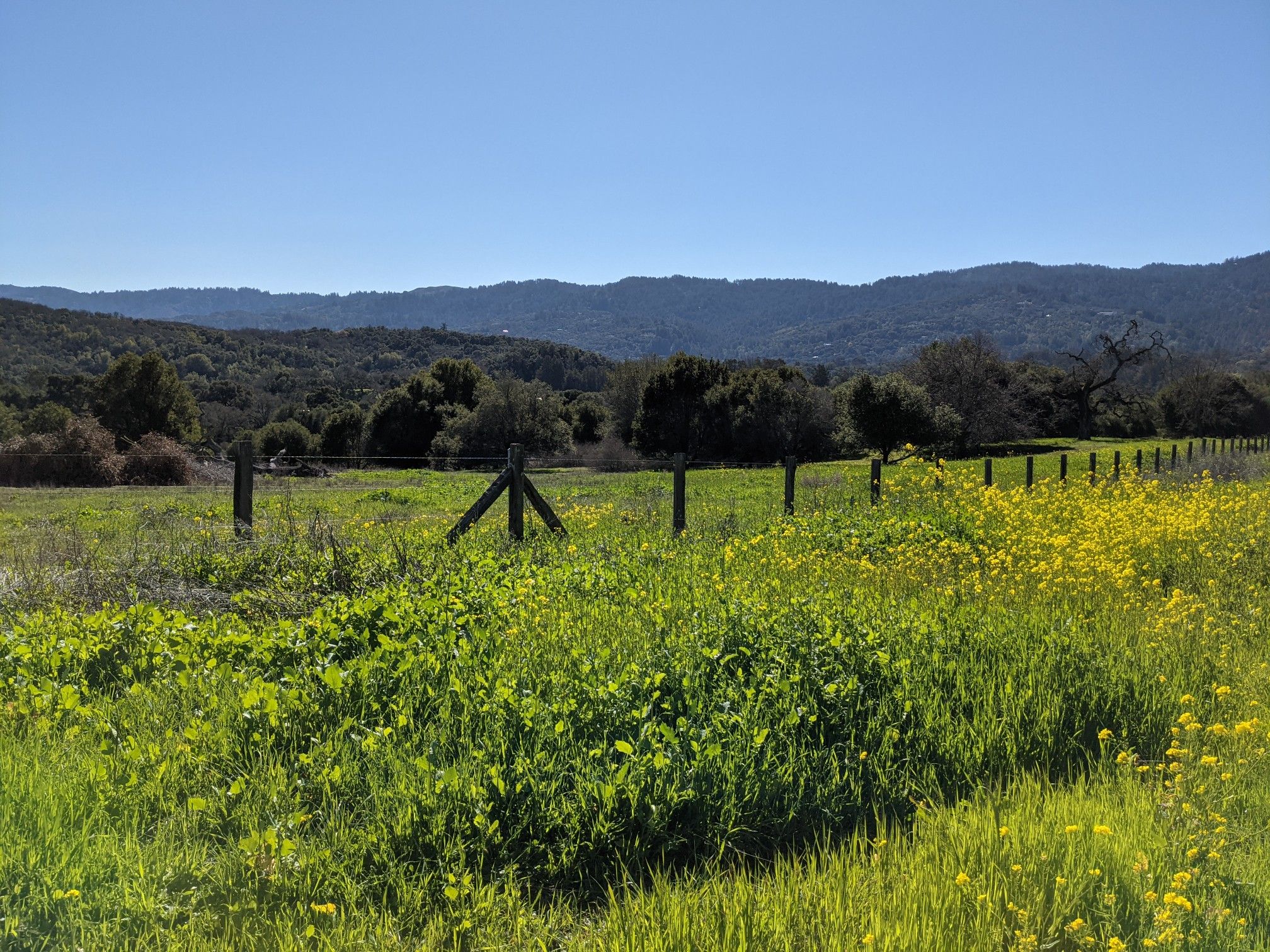 Green field with yellow flowers, a fence, and distant mountains. - Los Trancos & Westridge loop via Portola Road