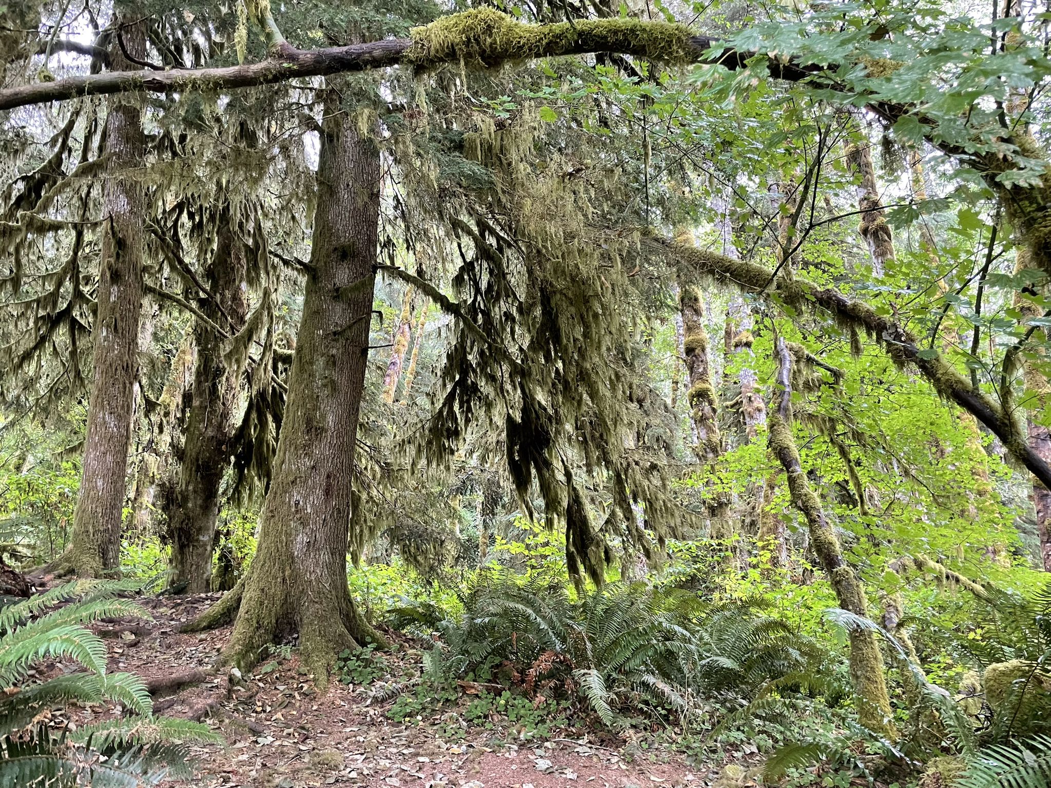 Lush forest with moss-draped trees and abundant green ferns on the forest floor. - Bloom Lake Loop Trail