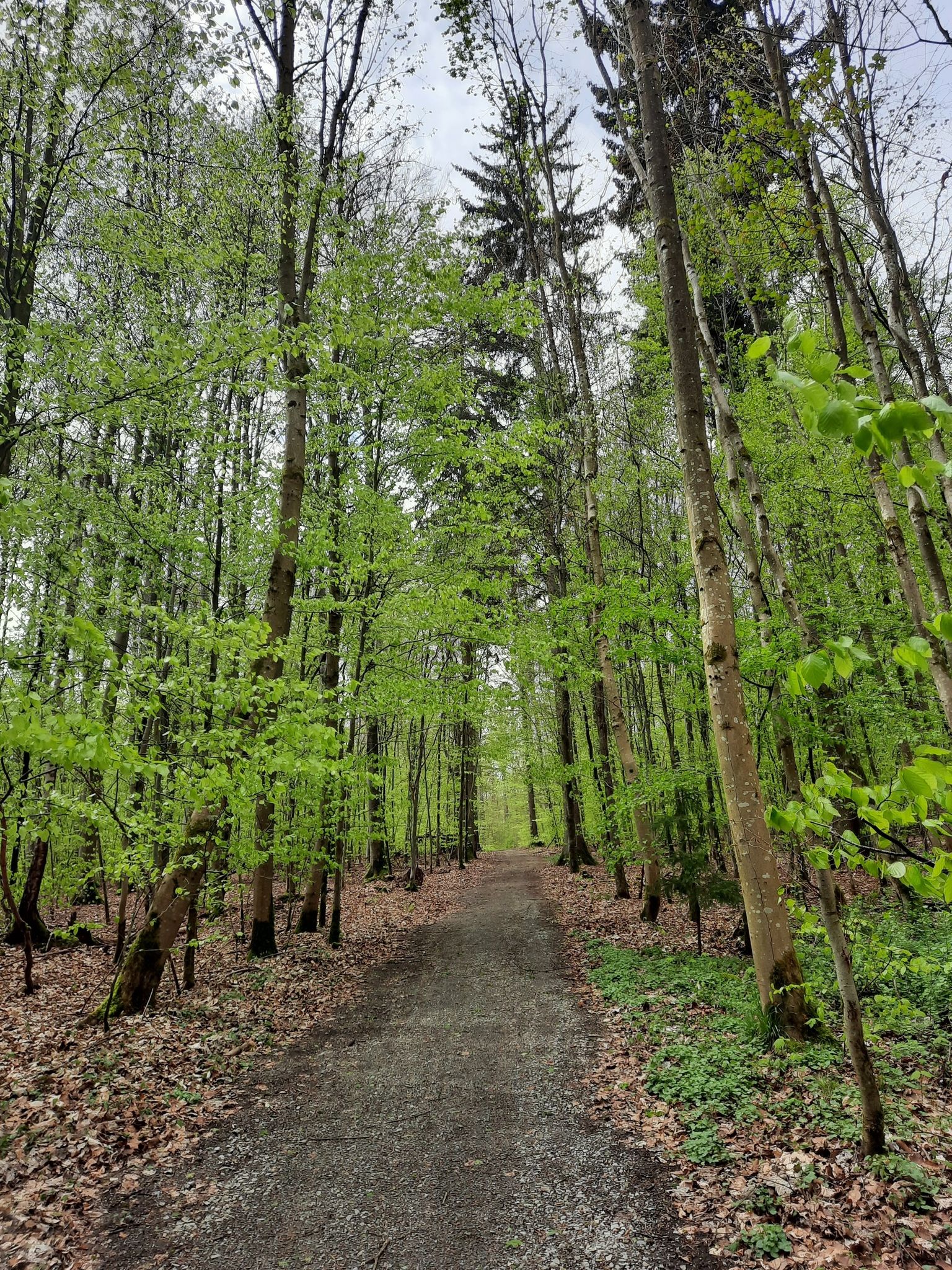 den Wald in Besitz nehmen-genießen-spüren-riechen-hören