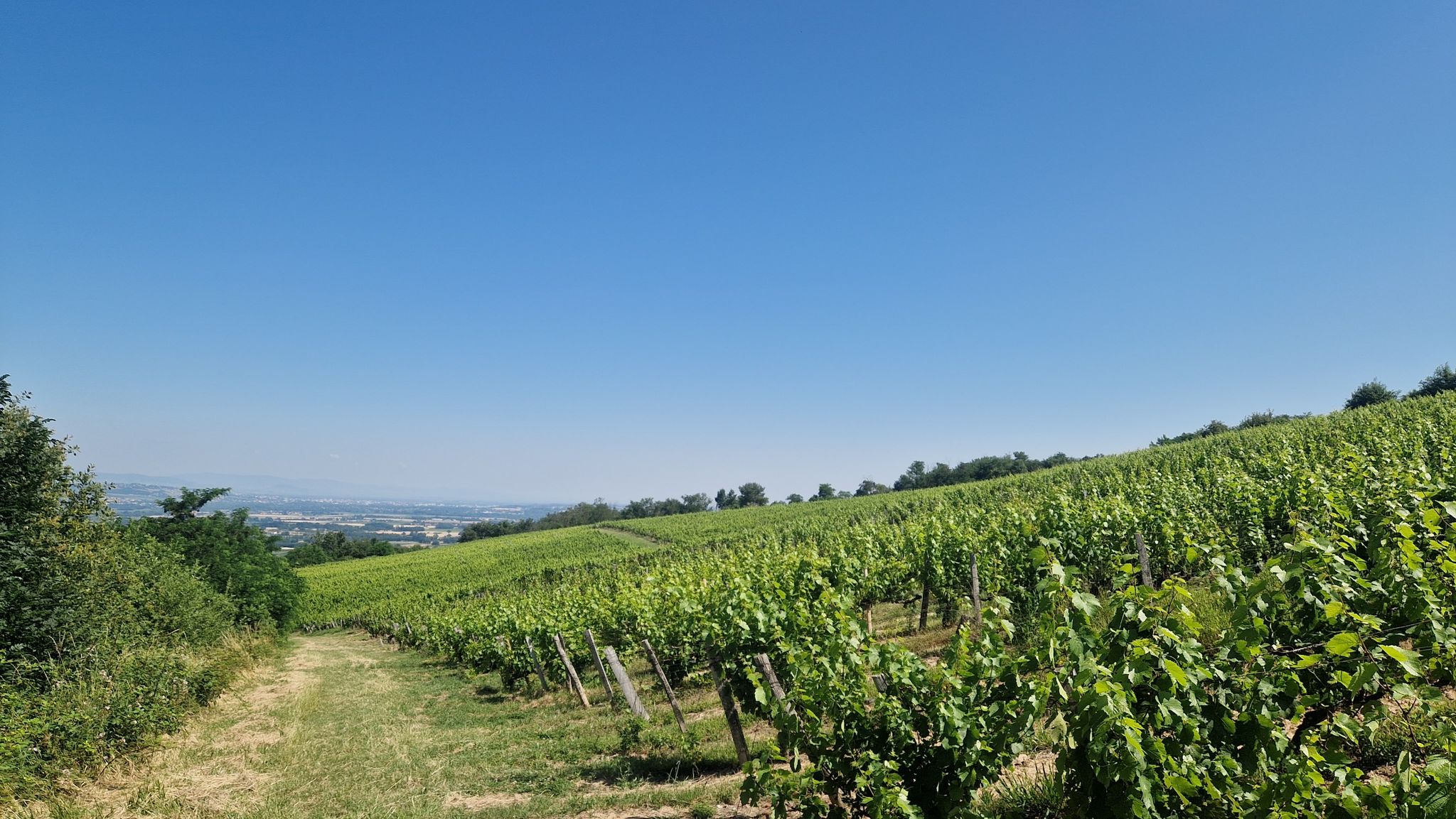 Vignes Decrenisse