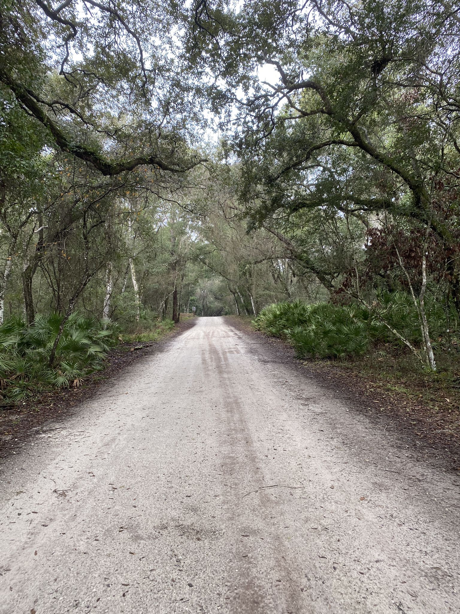 Long dirt road extending under a dense, arching canopy of trees. - Booths Pond loop from South Ponte Vedra Beach
