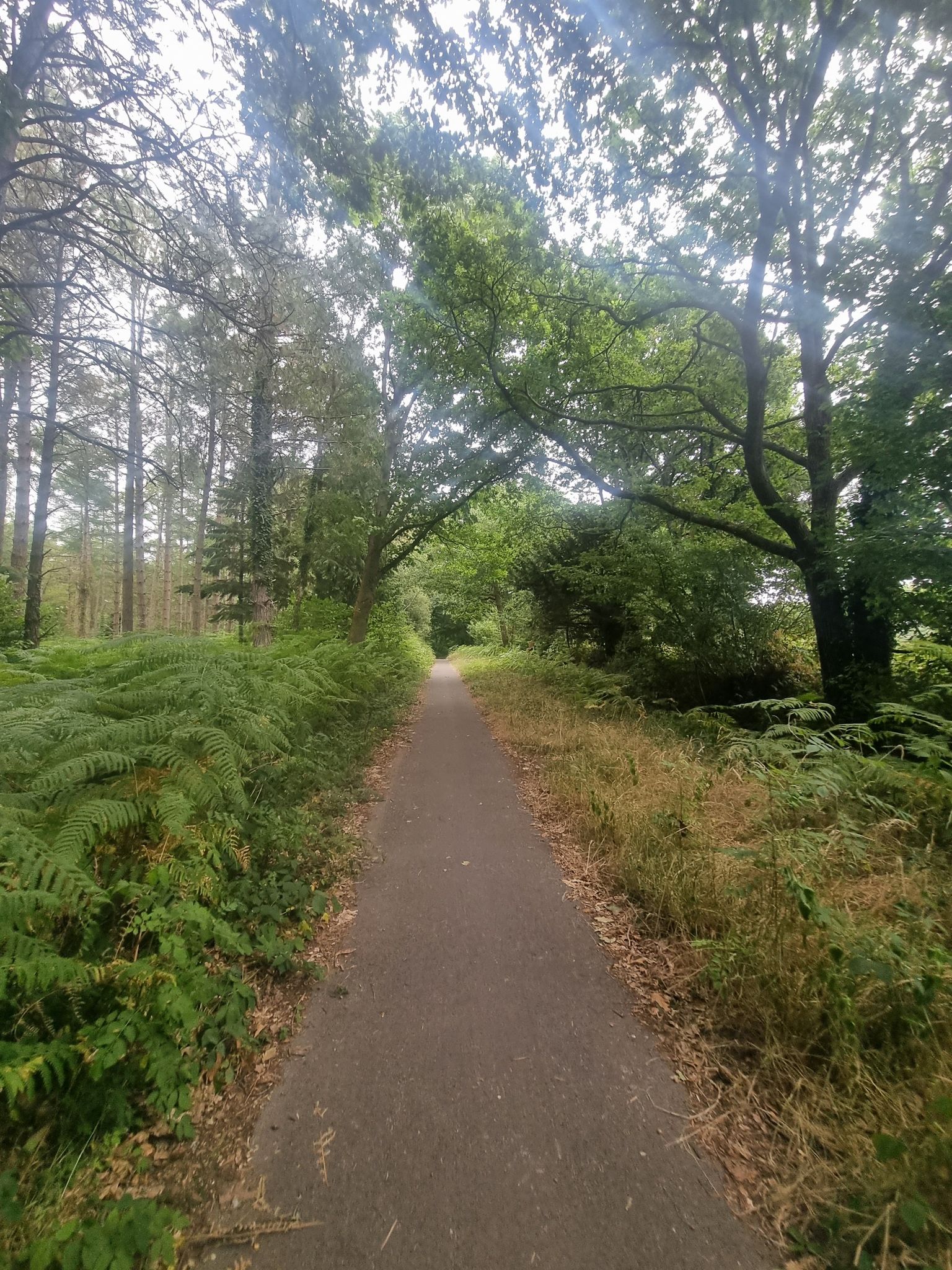 Castle lane (tree covered path)