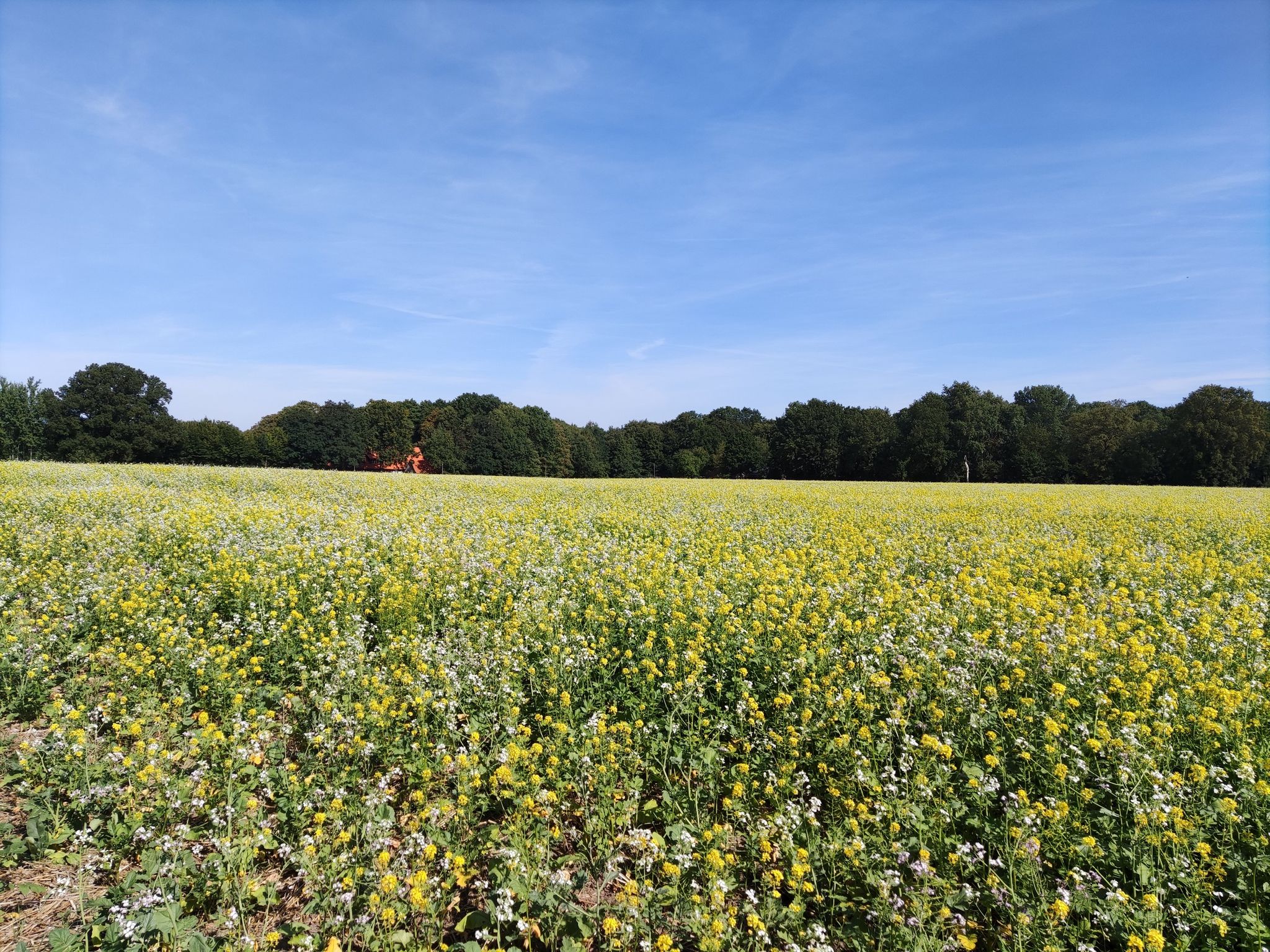 BlumenfeldVorGreven