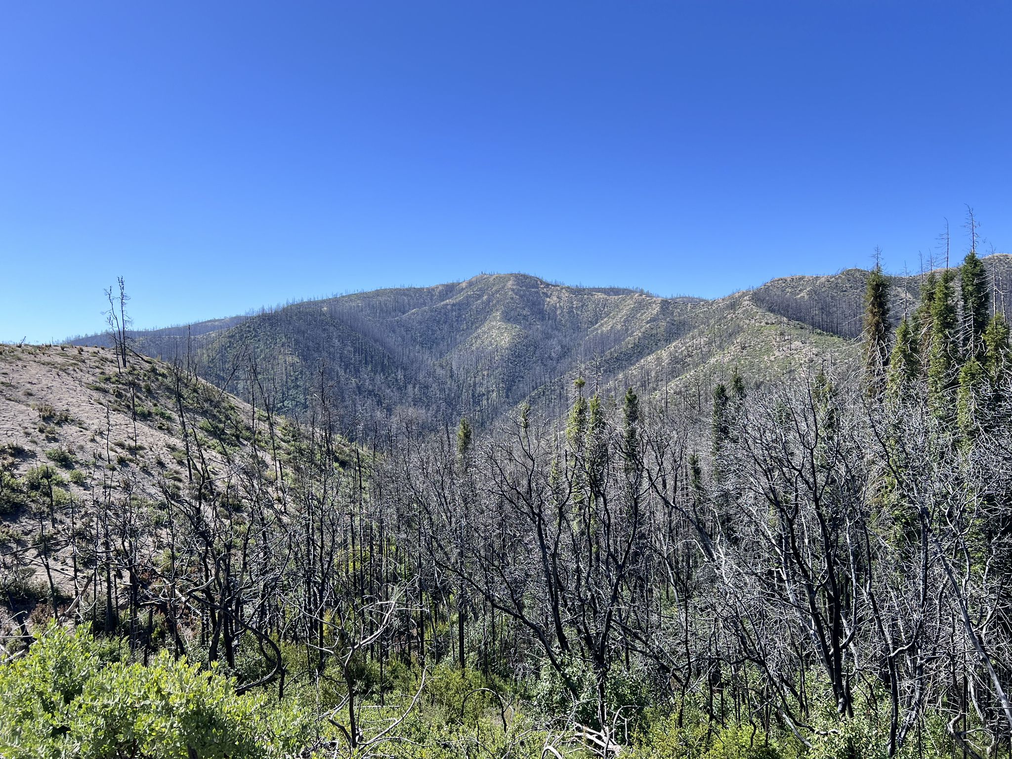 Expansive view of rolling mountains with many dead trees under a clear sky. - Skyline To The Sea Mountain Bike
