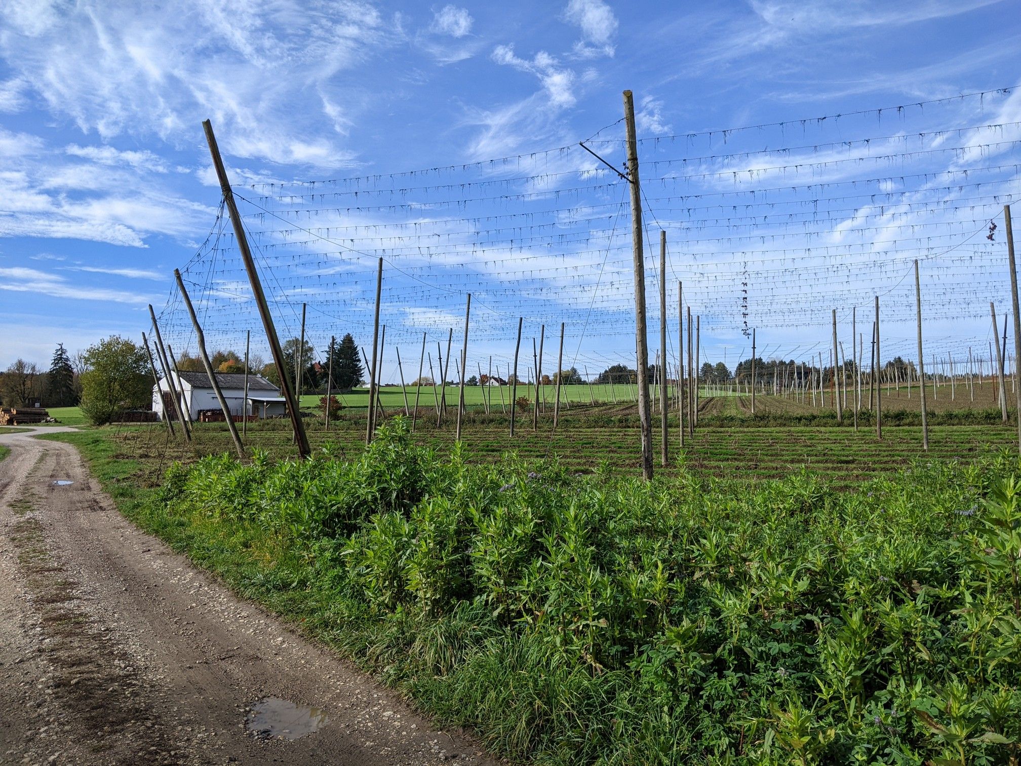 Blick auf ein Hopfenfeld (nach der Ernte)