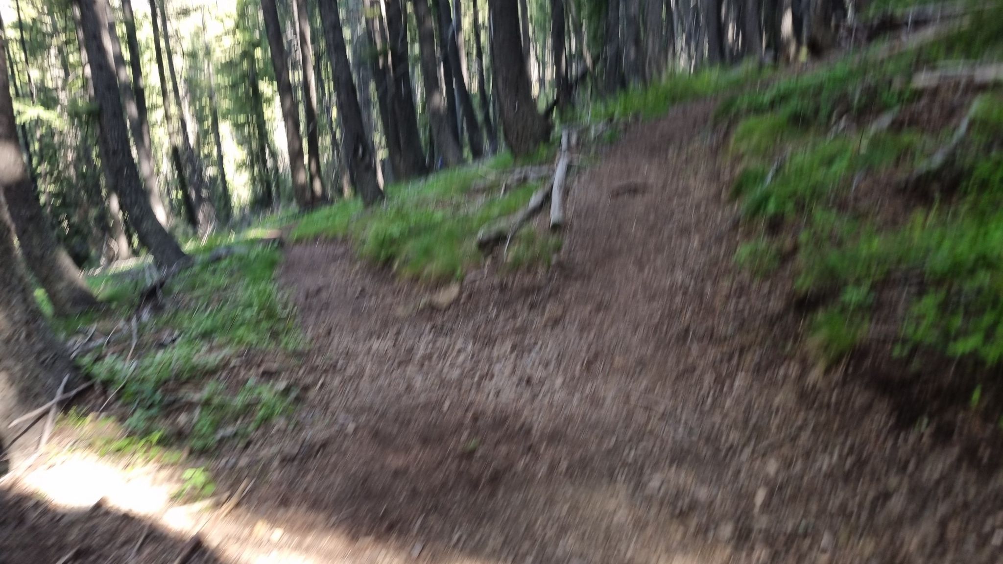 Uphill dirt path through a sun-dappled forest with green undergrowth. - North Fork of the Big Wood River Trail