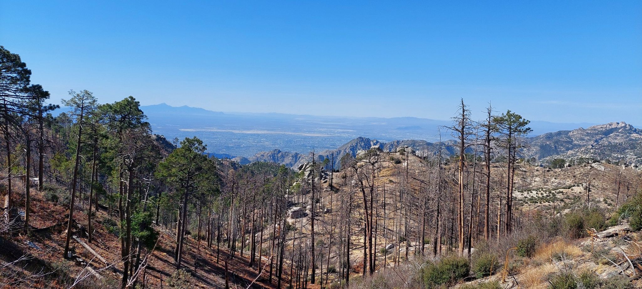 Panoramic view of a mountain forest with a distant valley under a clear sky. - Aspen Draw – Marshall Gulch Trailhead loop from Soldier Camp